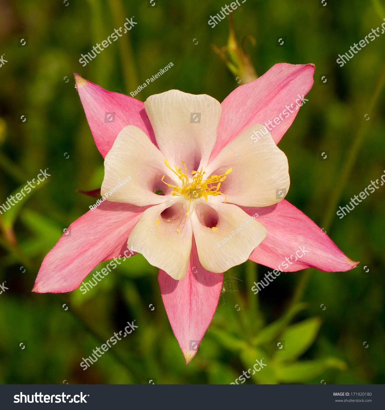 Flower Columbine Garden Closeup Aquilegia Stock Photo (Royalty Free ...