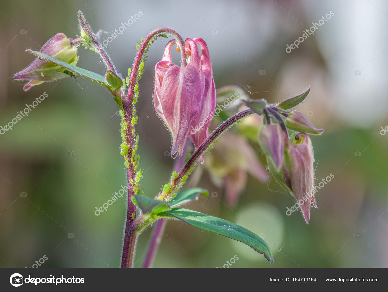 Greenfly pest on a Columbine flower sucking the sap. — Stock Photo ...
