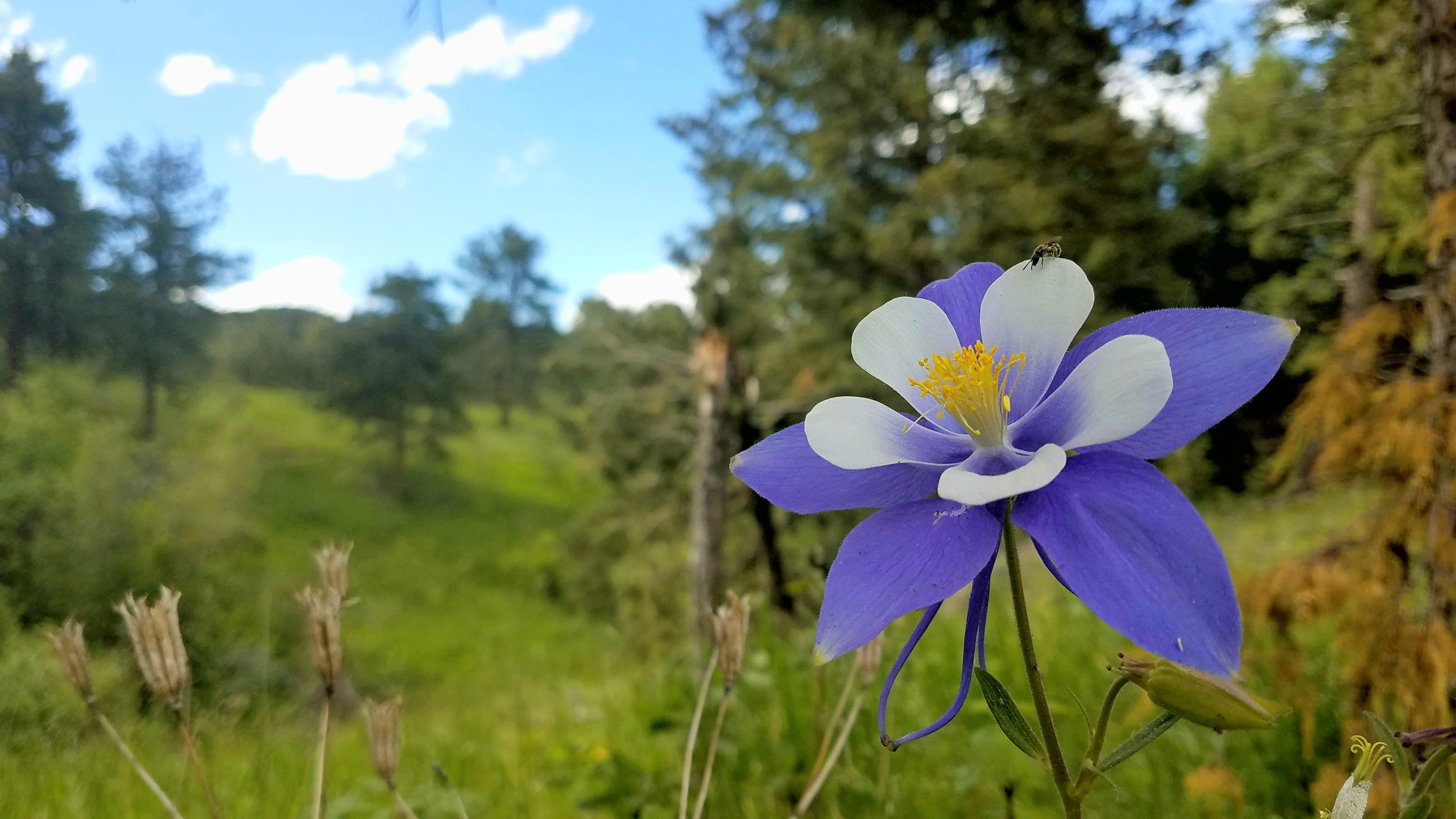 The Columbine flower: Colorado, USA's state flower growing in it's ...