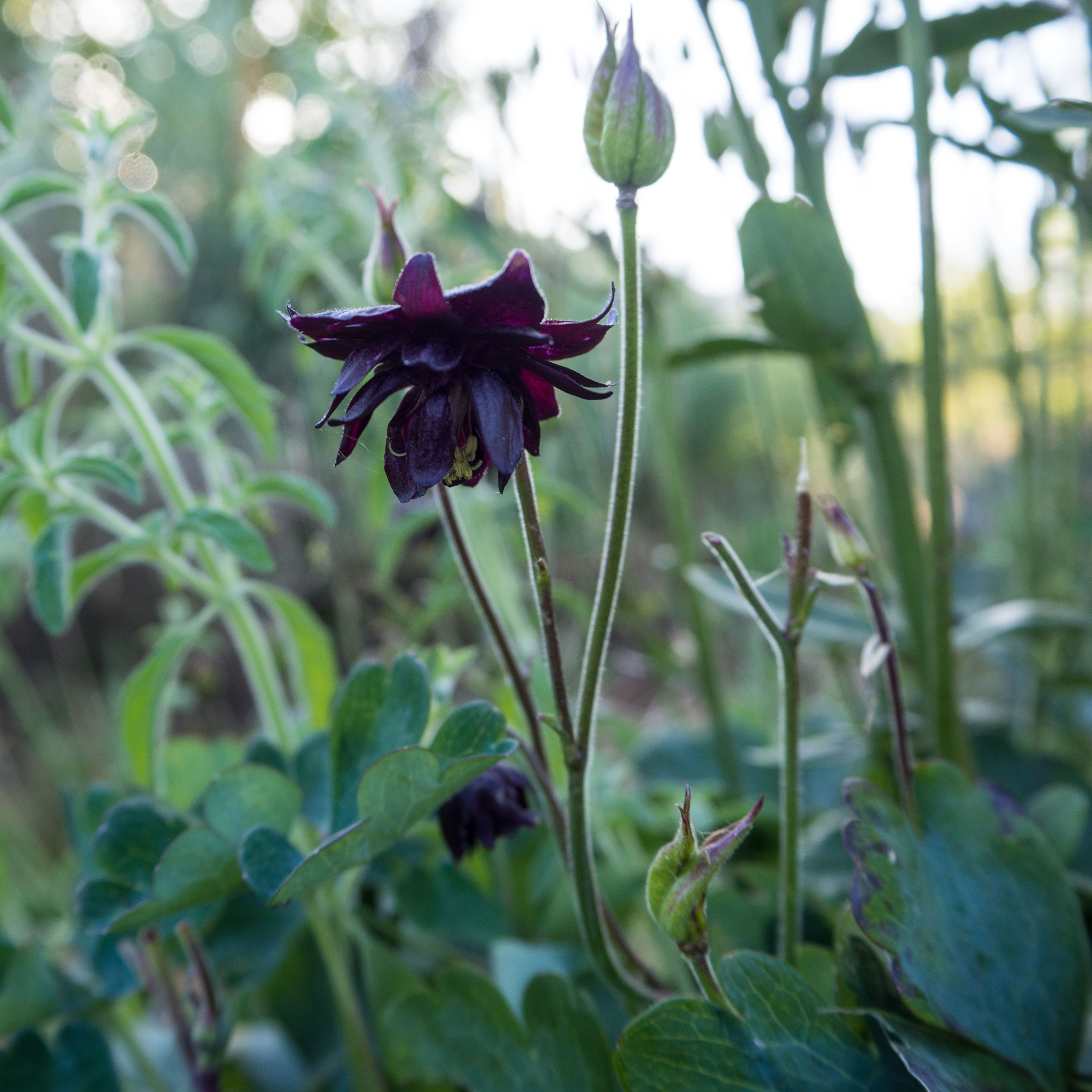 Black Barlow Columbine Flower Seeds | The Plant Good Seed Company