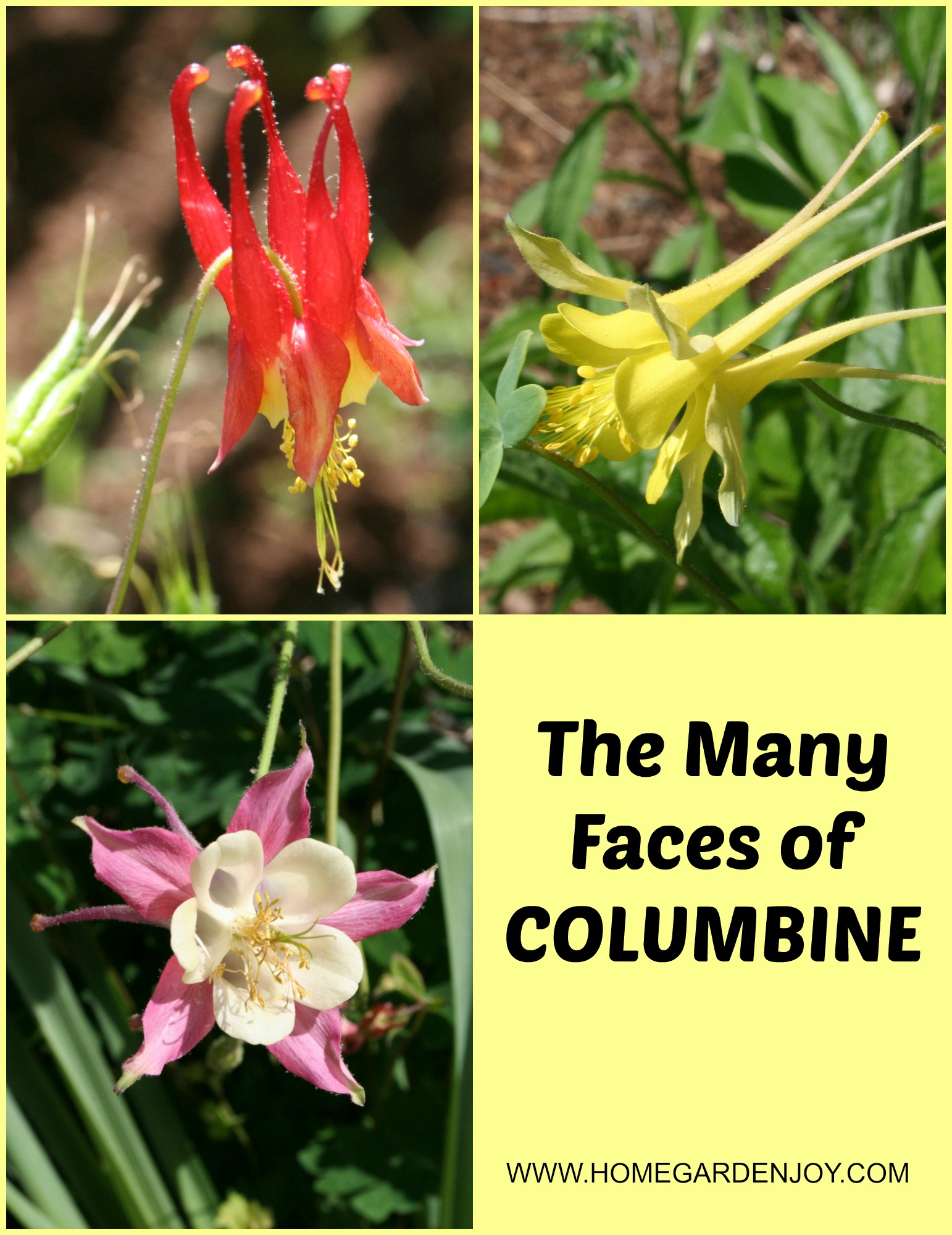 Columbine Flower - Home Garden Joy