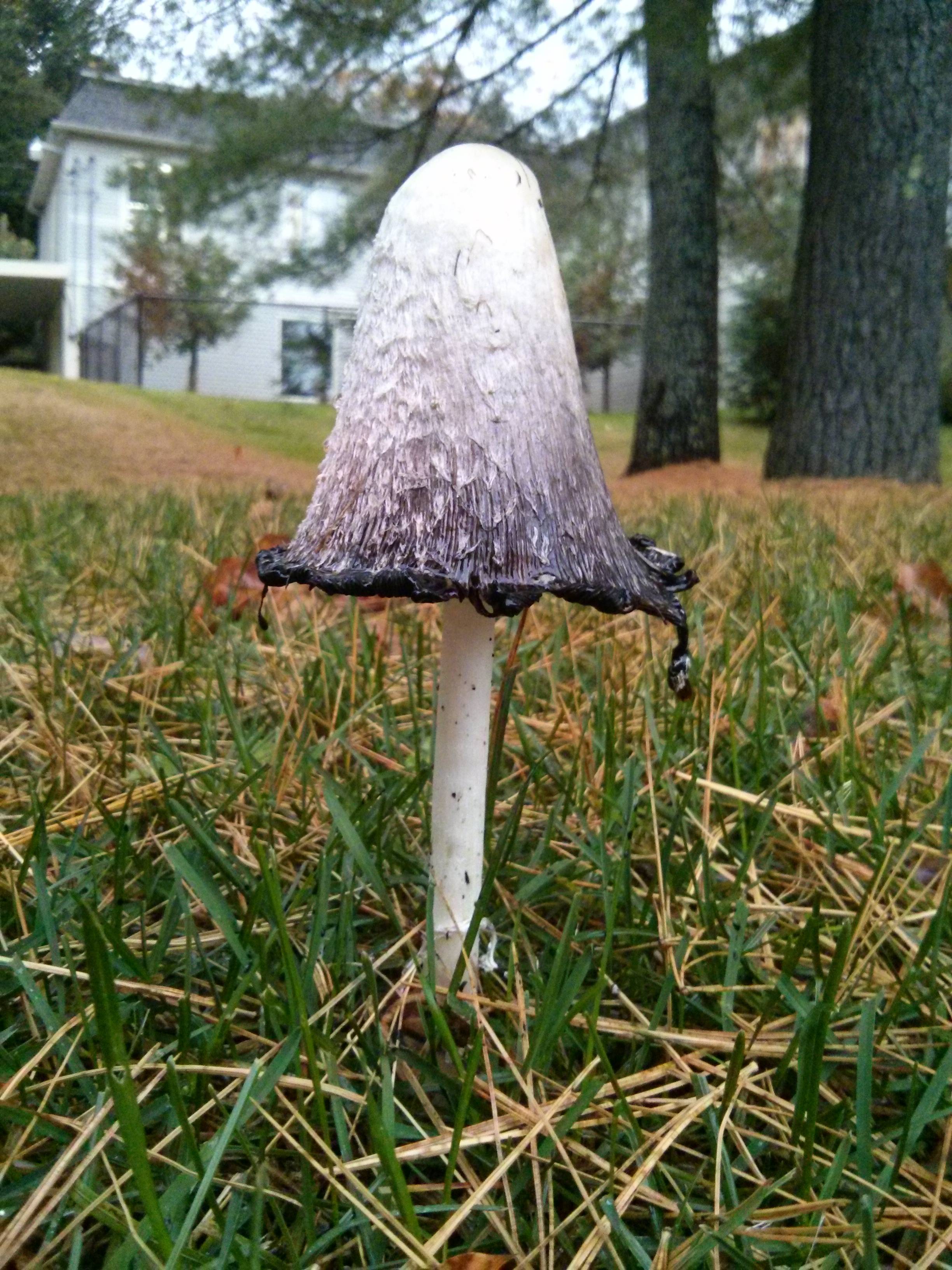 First time picking.. is this a shaggy mane (Coprinus Comatus)? Qc ...