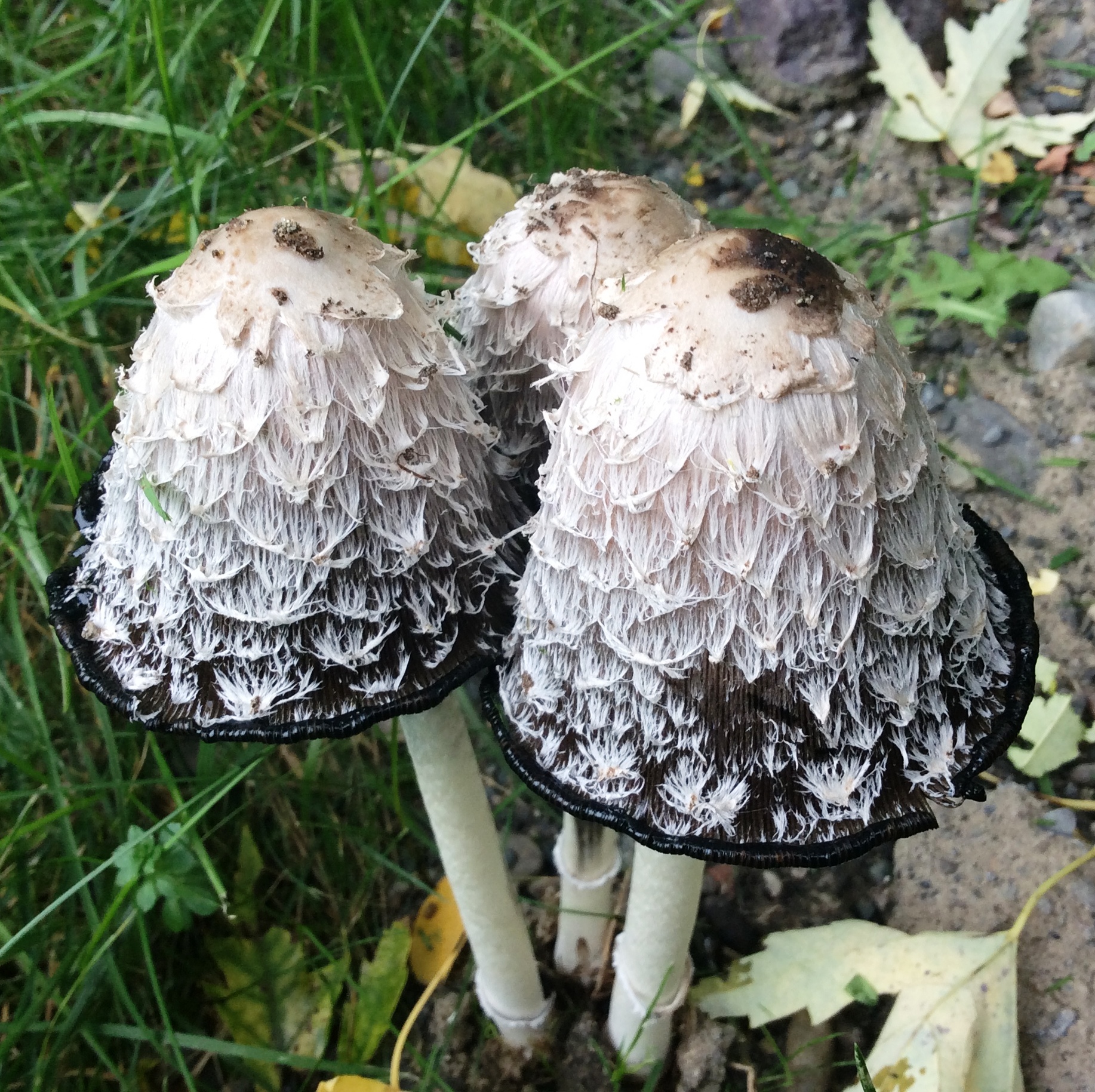 File:Coprinus comatus, the shaggy ink cap, lawyer's wig, or shaggy ...