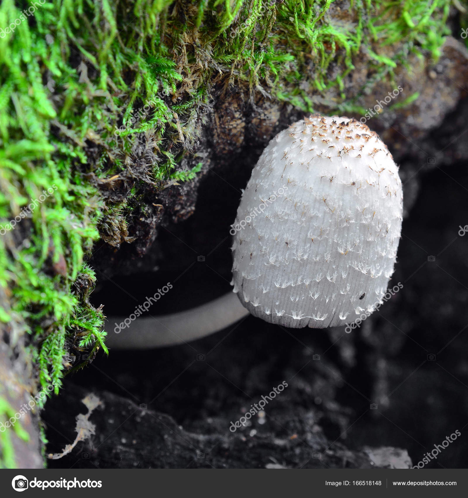 coprinus comatus mushroom — Stock Photo © ibogdan #166518148