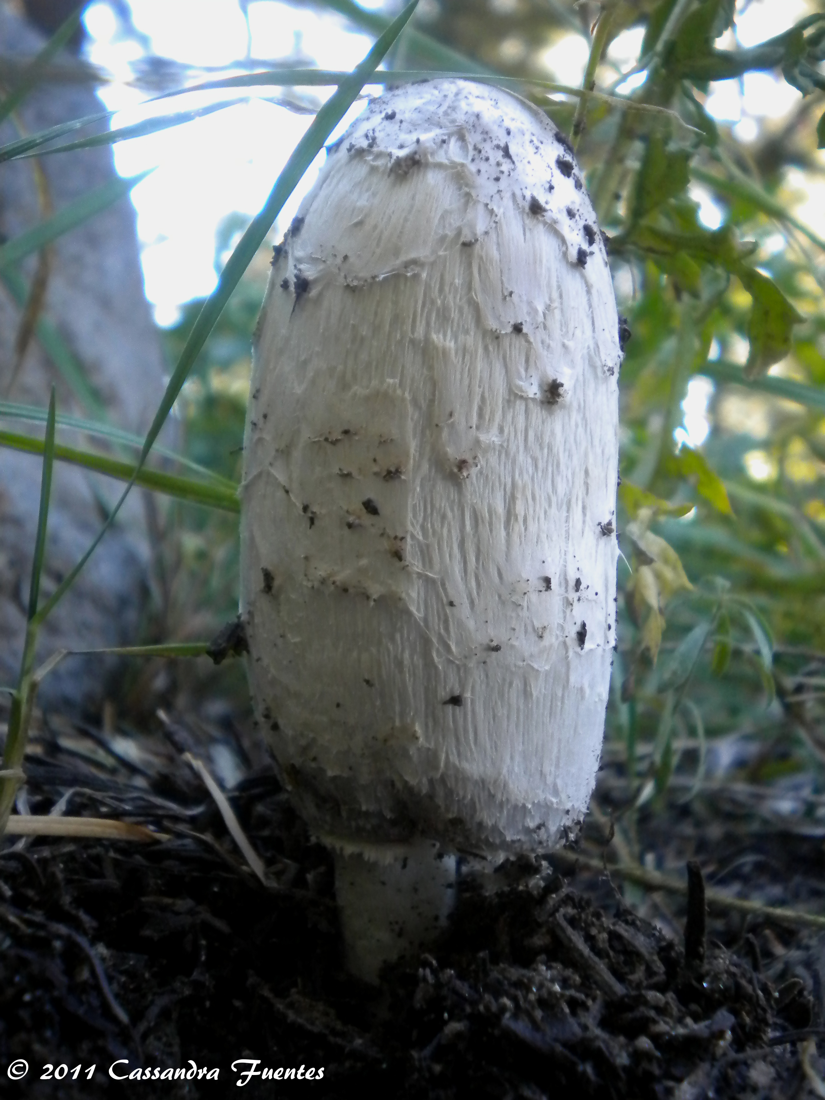 Coprinus comatus -- What Is Going On With That Inky Cap? | Fungus ...
