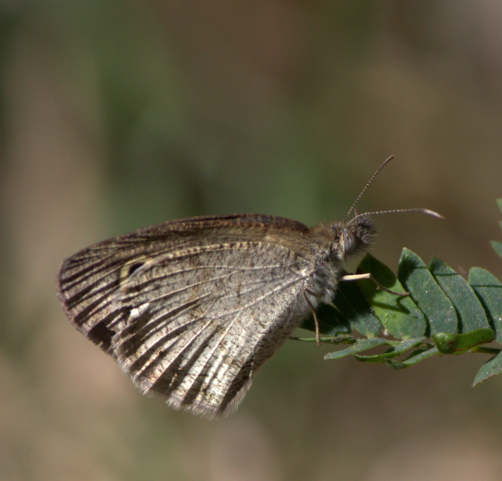 File:Common 4 ring Butterfly from JP Nagar Forest,Banaglore ...