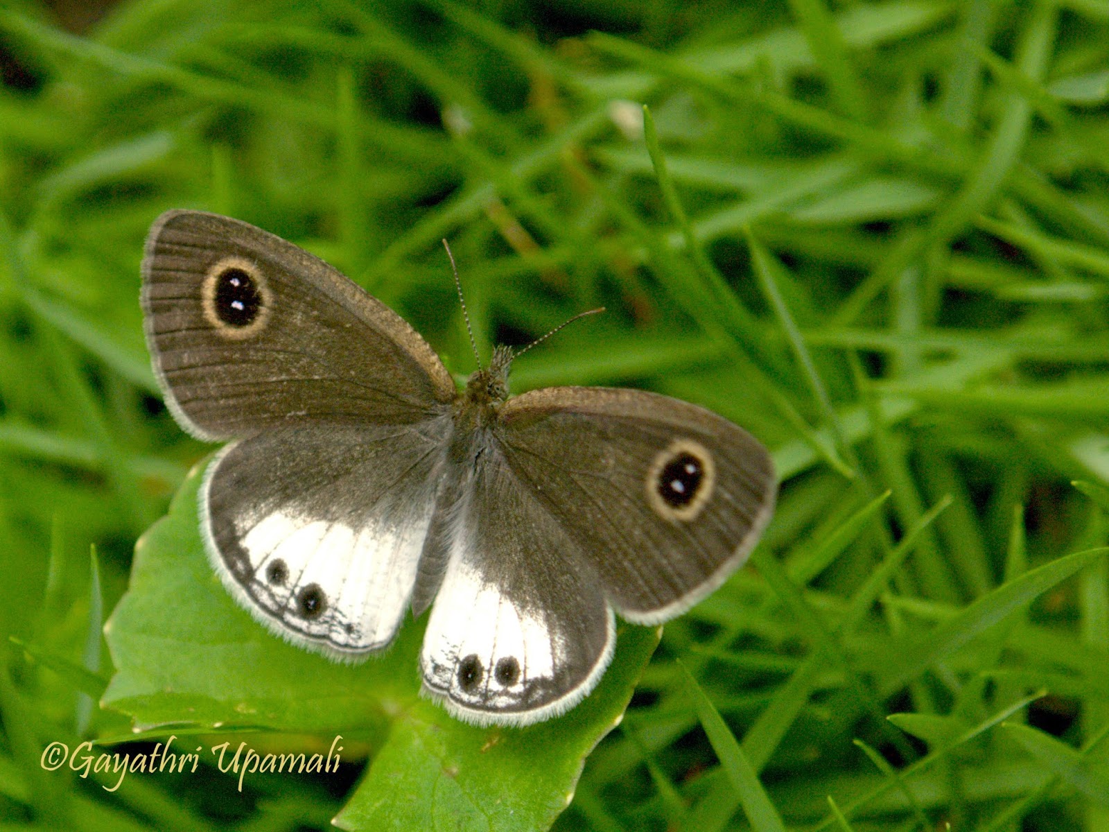 Chasing The Dreams: White Four-ring (Ypthima Ceylonica)