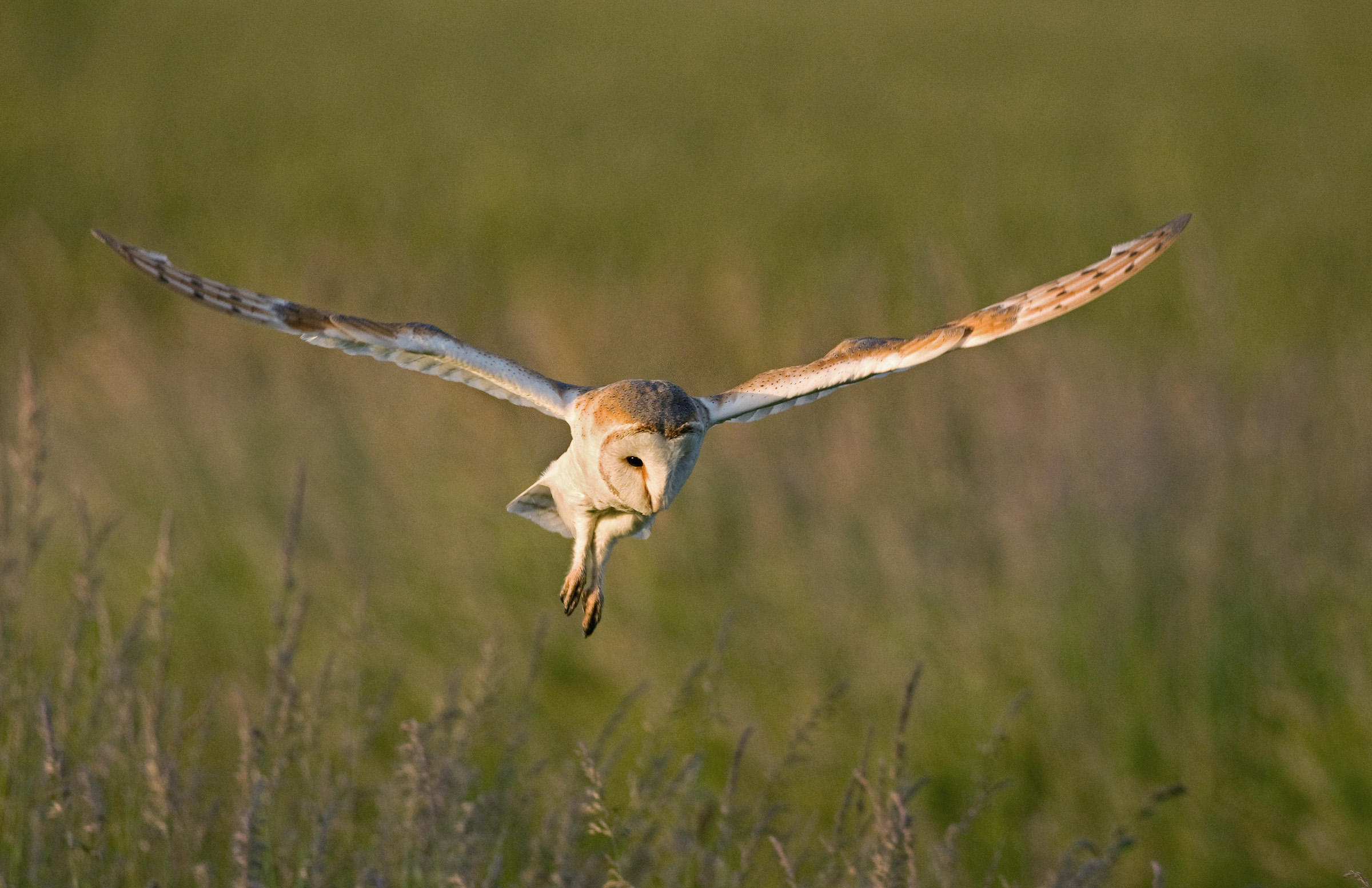 Barn Owl | Audubon Field Guide