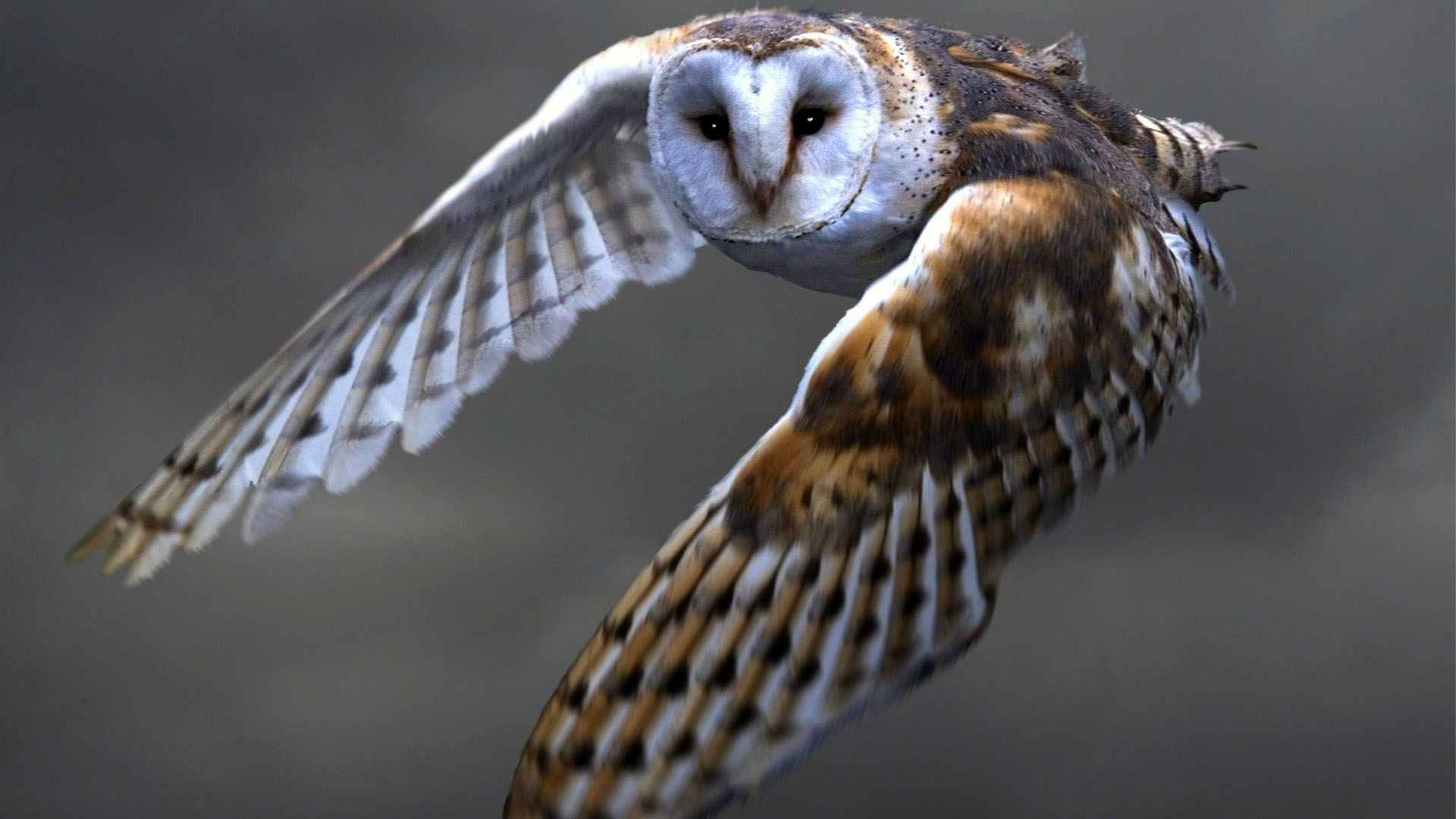 WildWatchcams: Owls | Washington Department of Fish & Wildlife