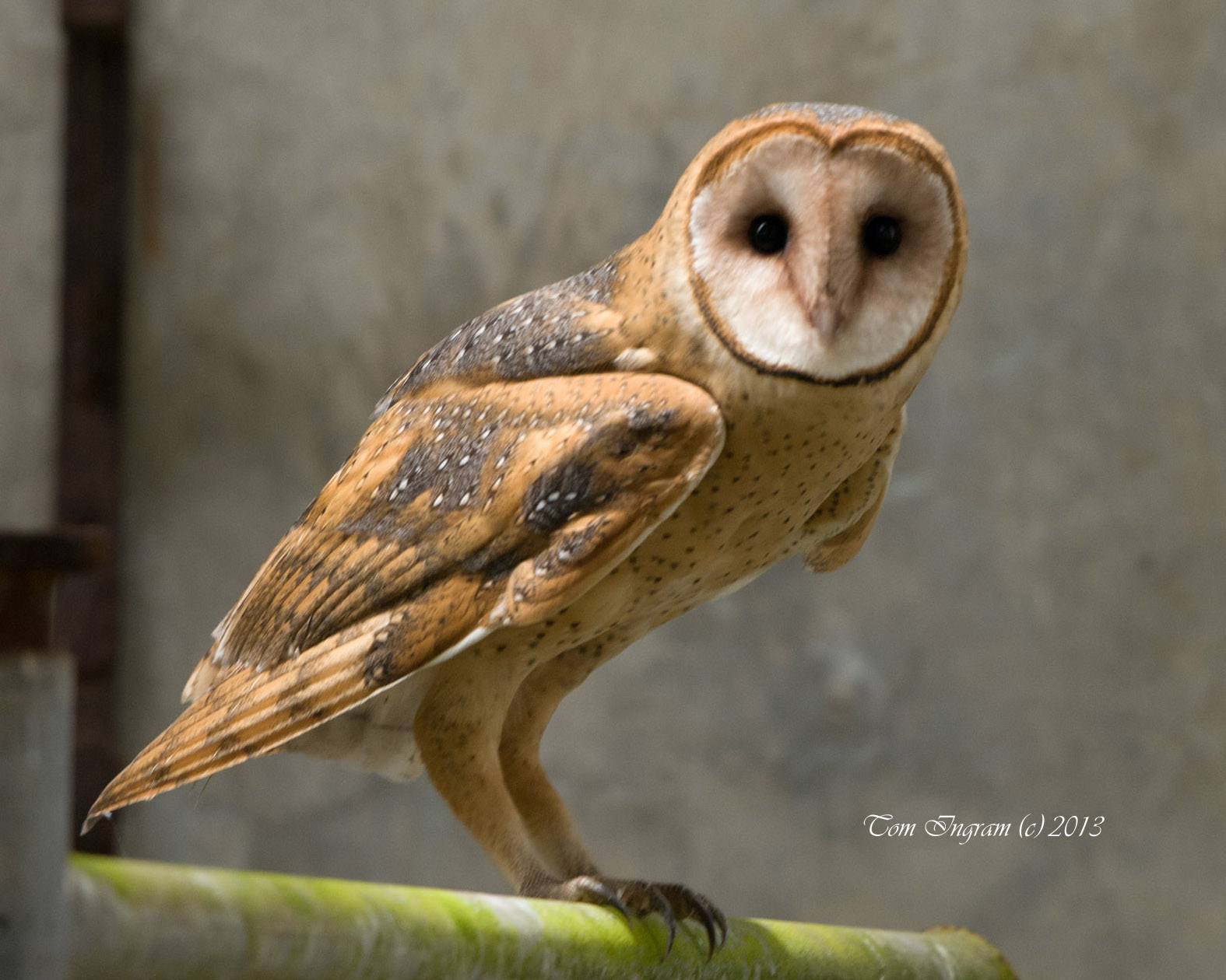 tomingram - Barn Owl