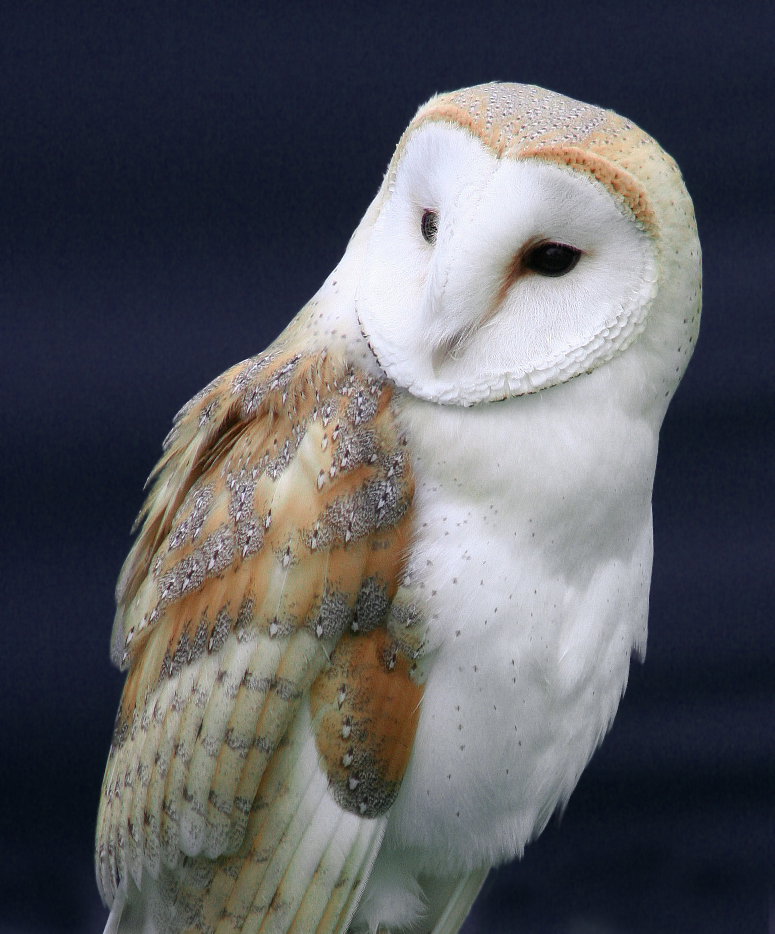 Barn Owl | Owls | Pinterest | Owl, Animal and Bird