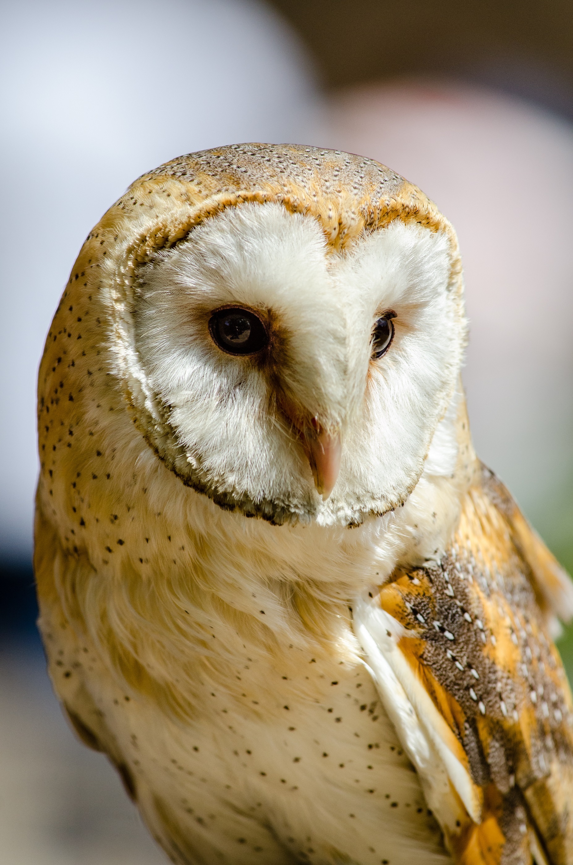 Common barn owl photo