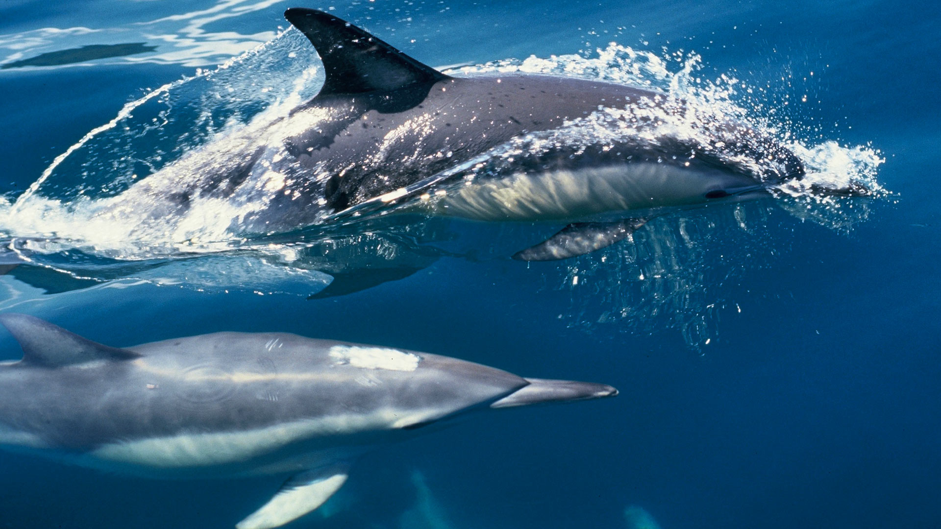 Common dolphins photo