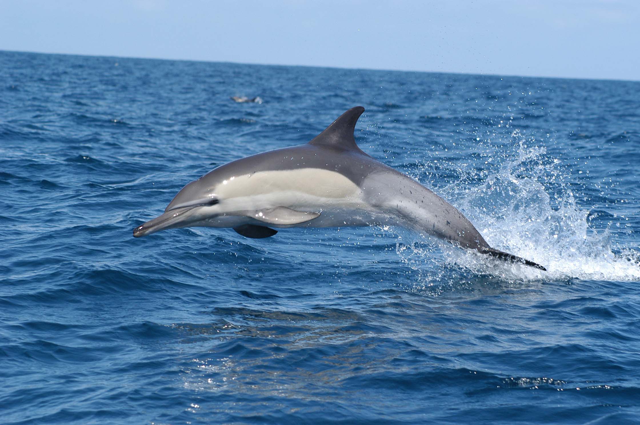 Feeding Ecology and Habitat Utilization of Dolphins in South Africa ...