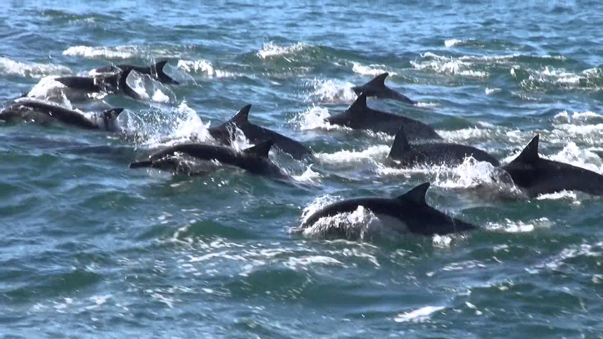 12-29-2015: Moss Landing Common Dolphins - YouTube