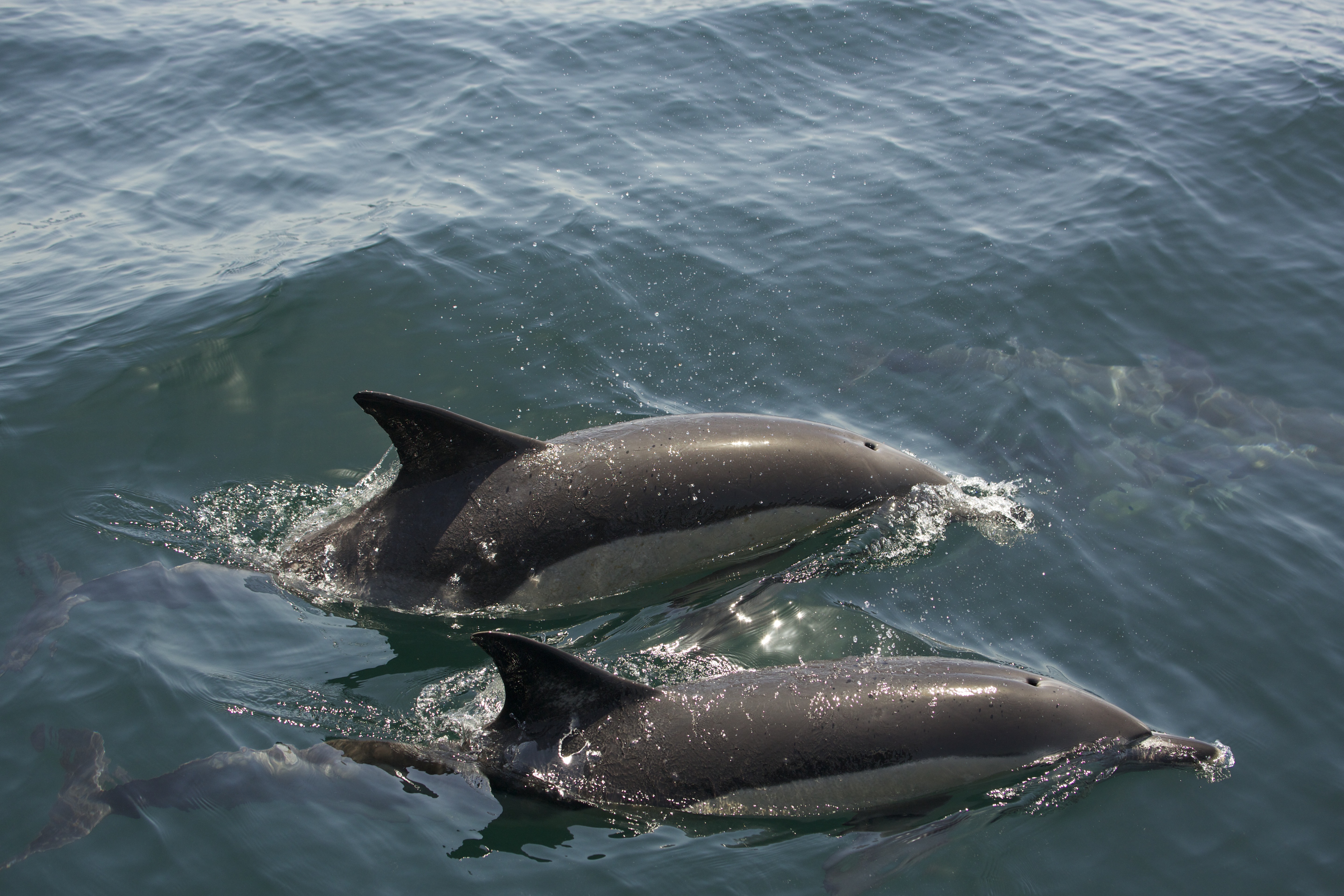 File:Common Dolphins in Gibraltar Bay.jpg - Wikimedia Commons