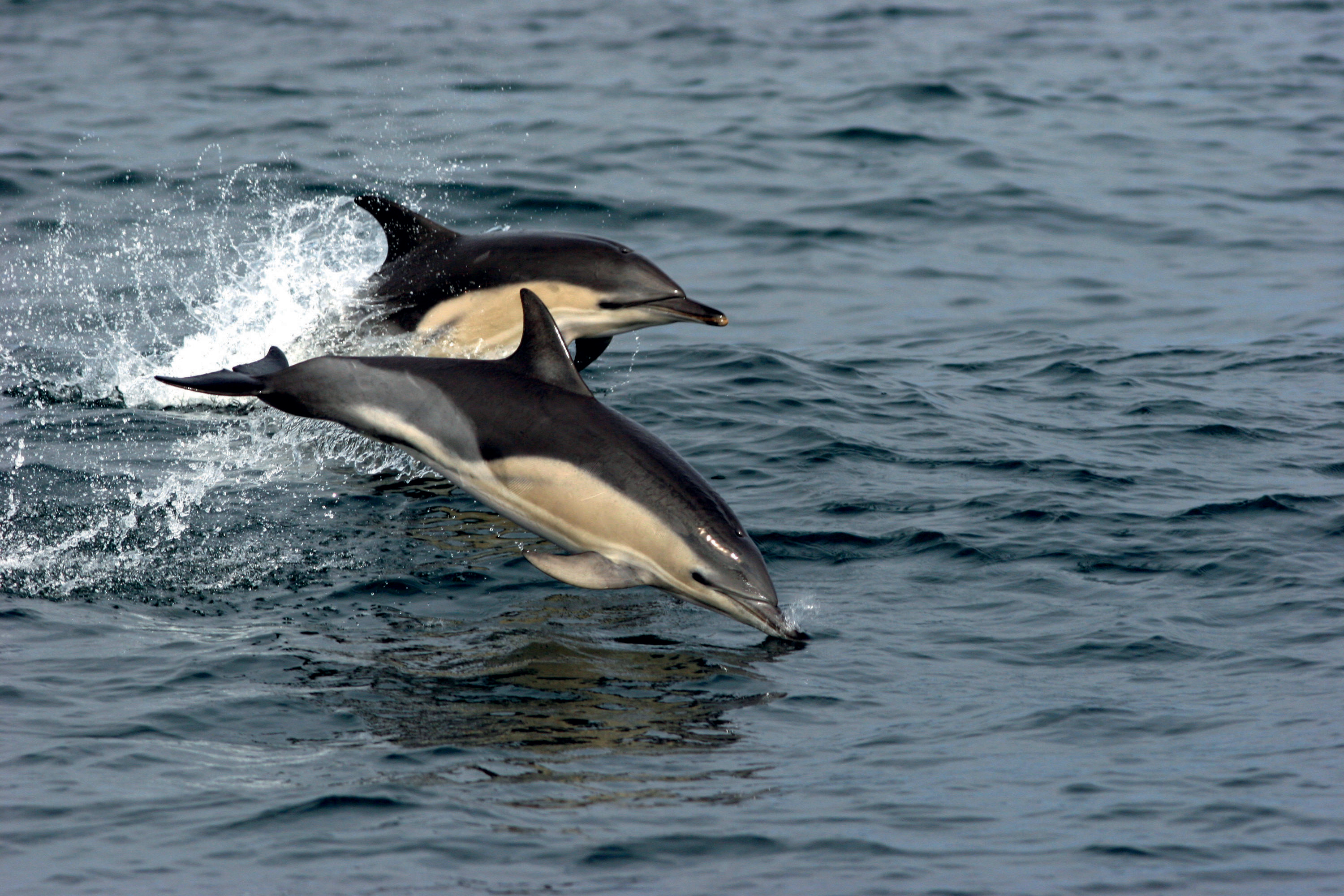 Scilly common Dolphins