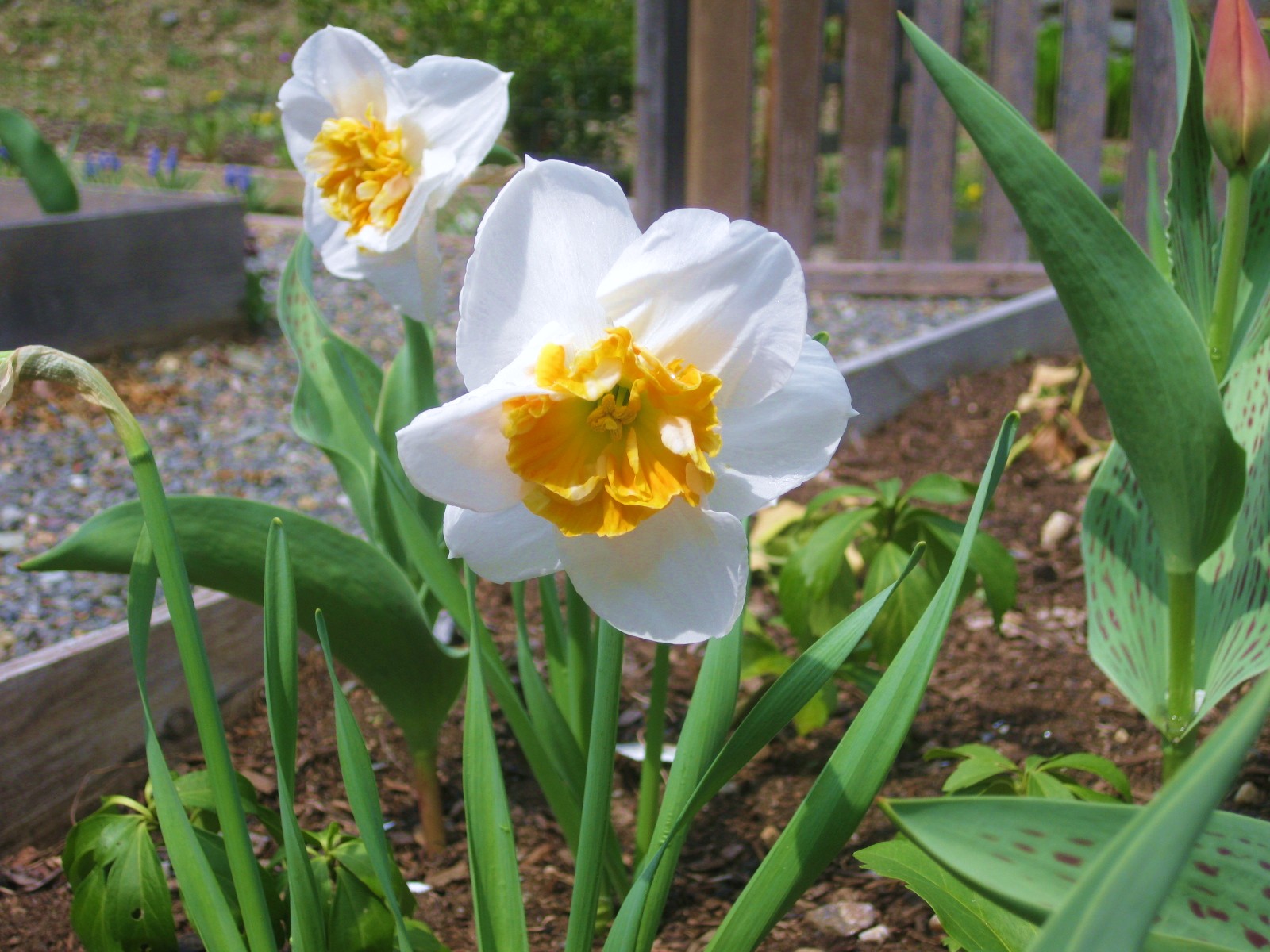 First Aid for Non-Blooming Daffodils