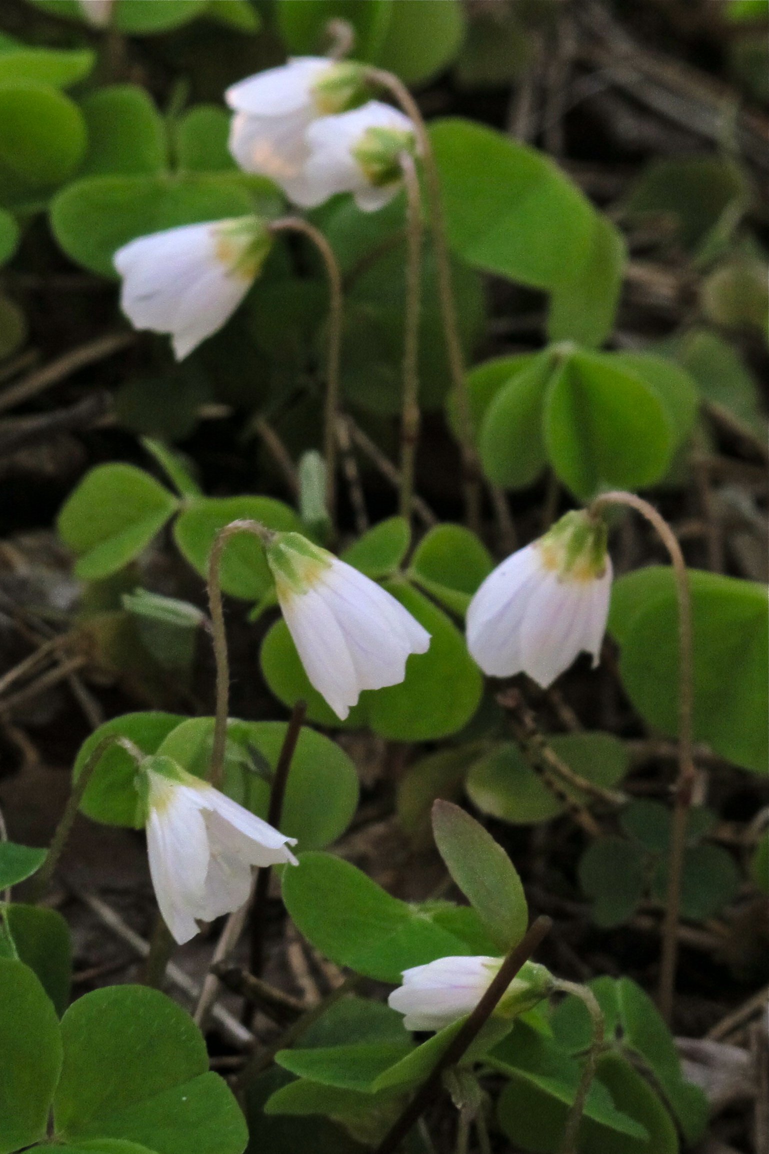 Common Wood-sorrel - Käenkaali. These are the first little flowers ...