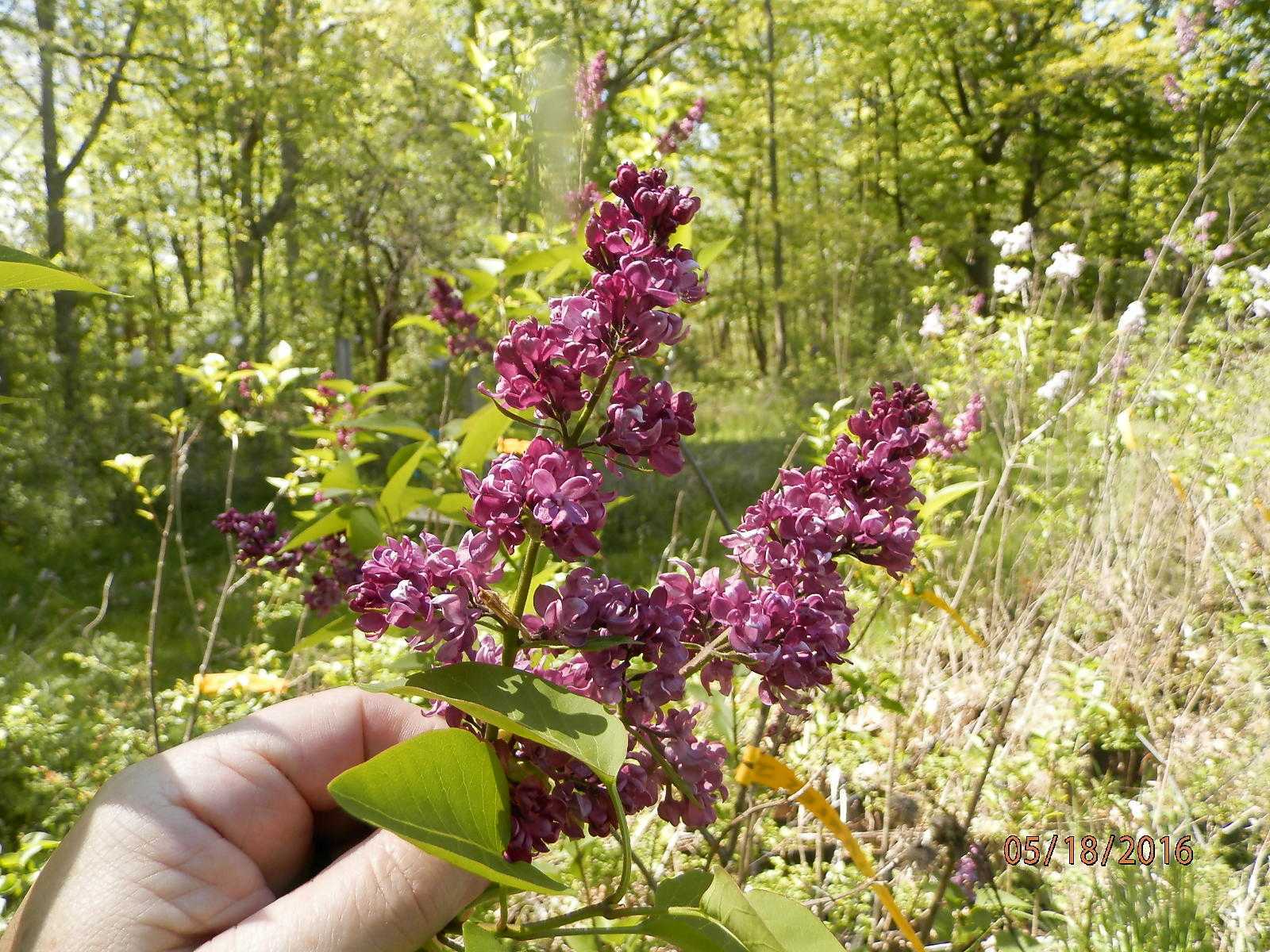 French Lilacs are Syringa vulgaris common Lilacs with double flowers