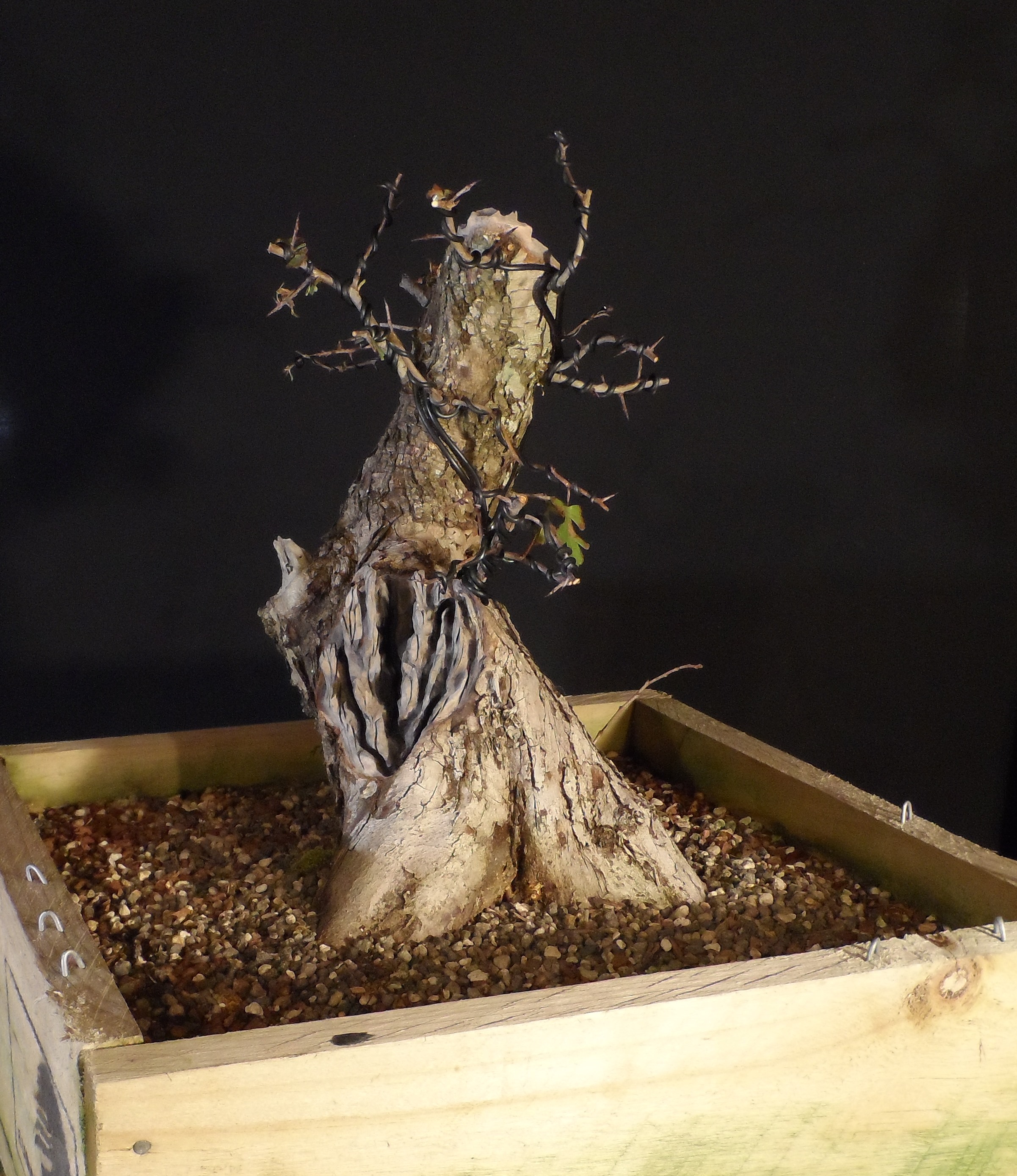 Common hawthorn bonsai photo