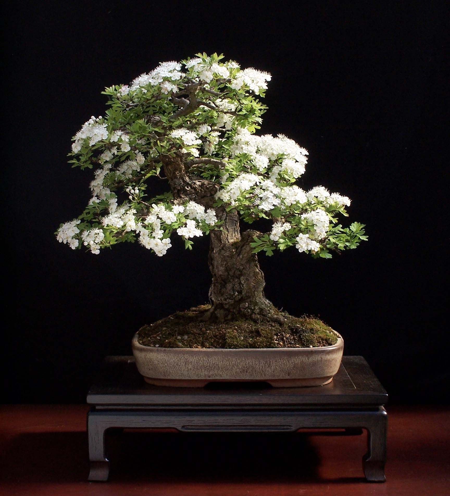 Bonsai Tree With White Flowers | home decor Ideas