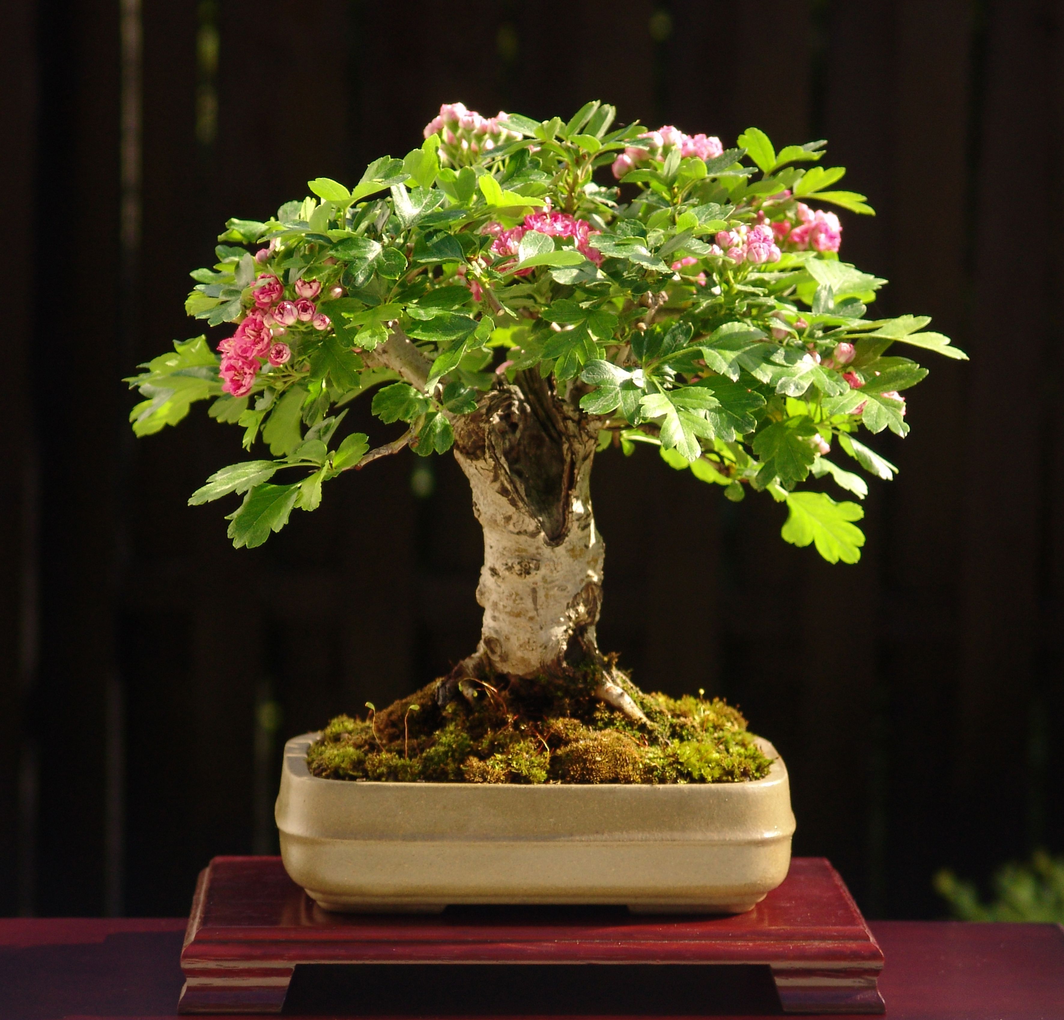 Midland Hawthorn (Crataegus laevigata) | bonsai | Pinterest | Bonsai ...