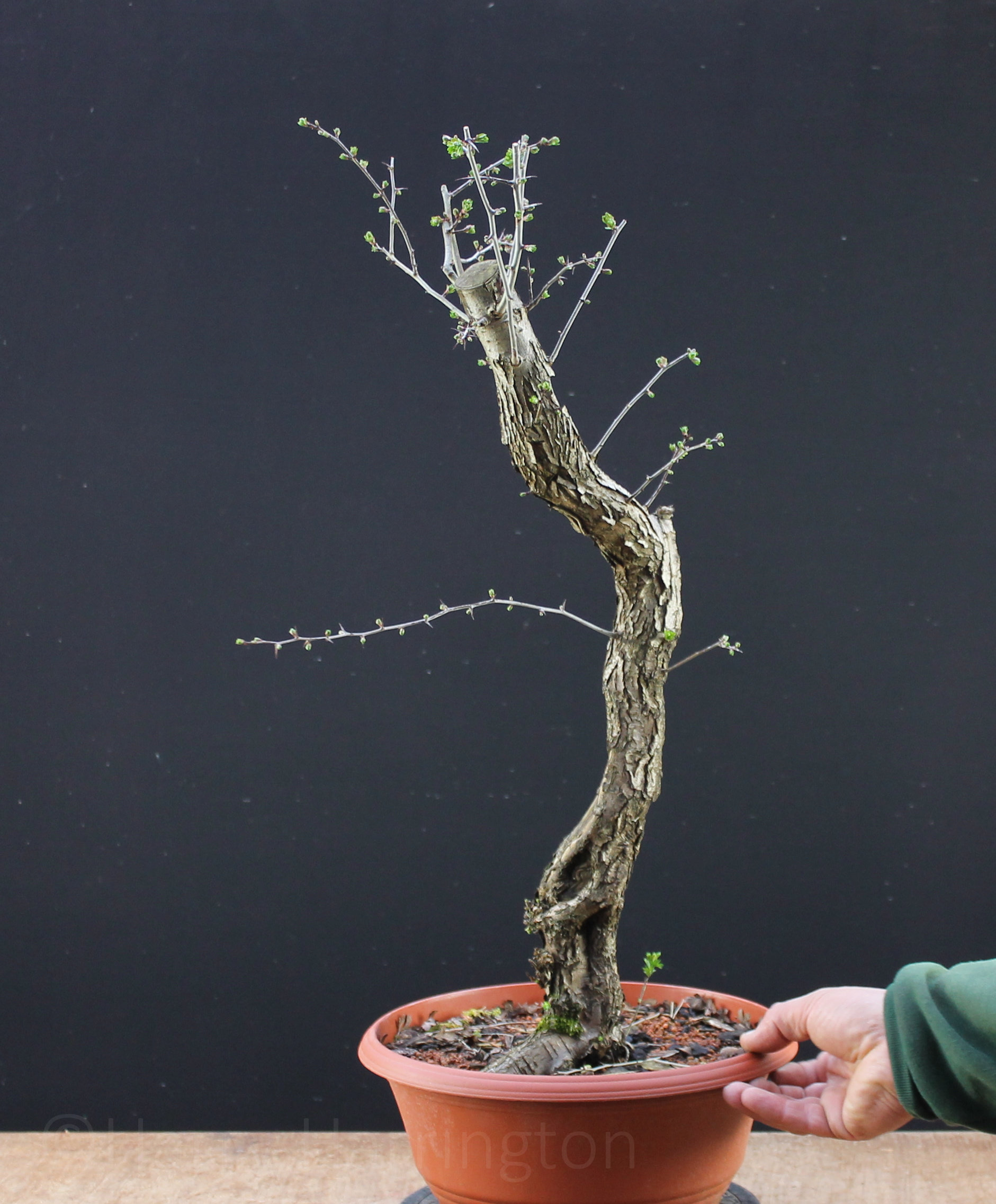 Crataegus monogyna / Hawthorn Yamadori bonsai SOLD