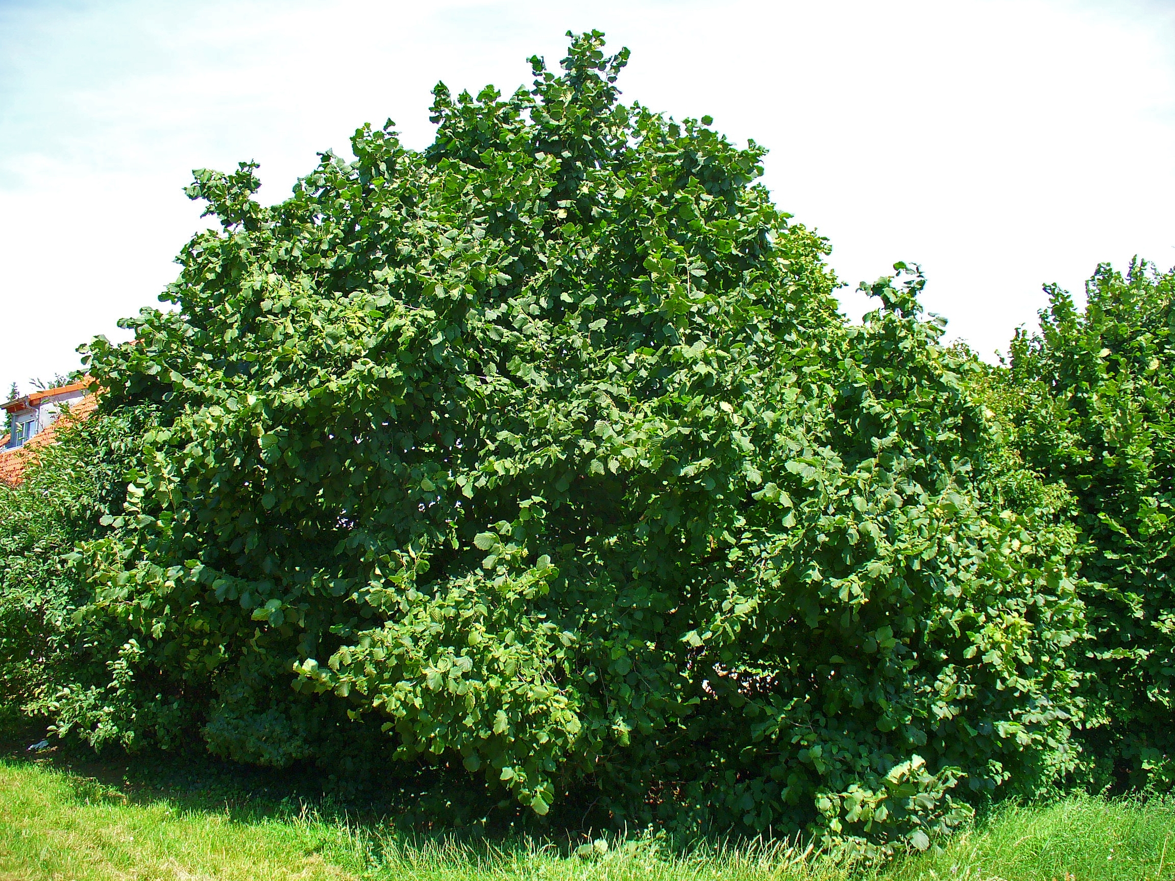 File:Corylus avellana 0001.JPG - Wikimedia Commons