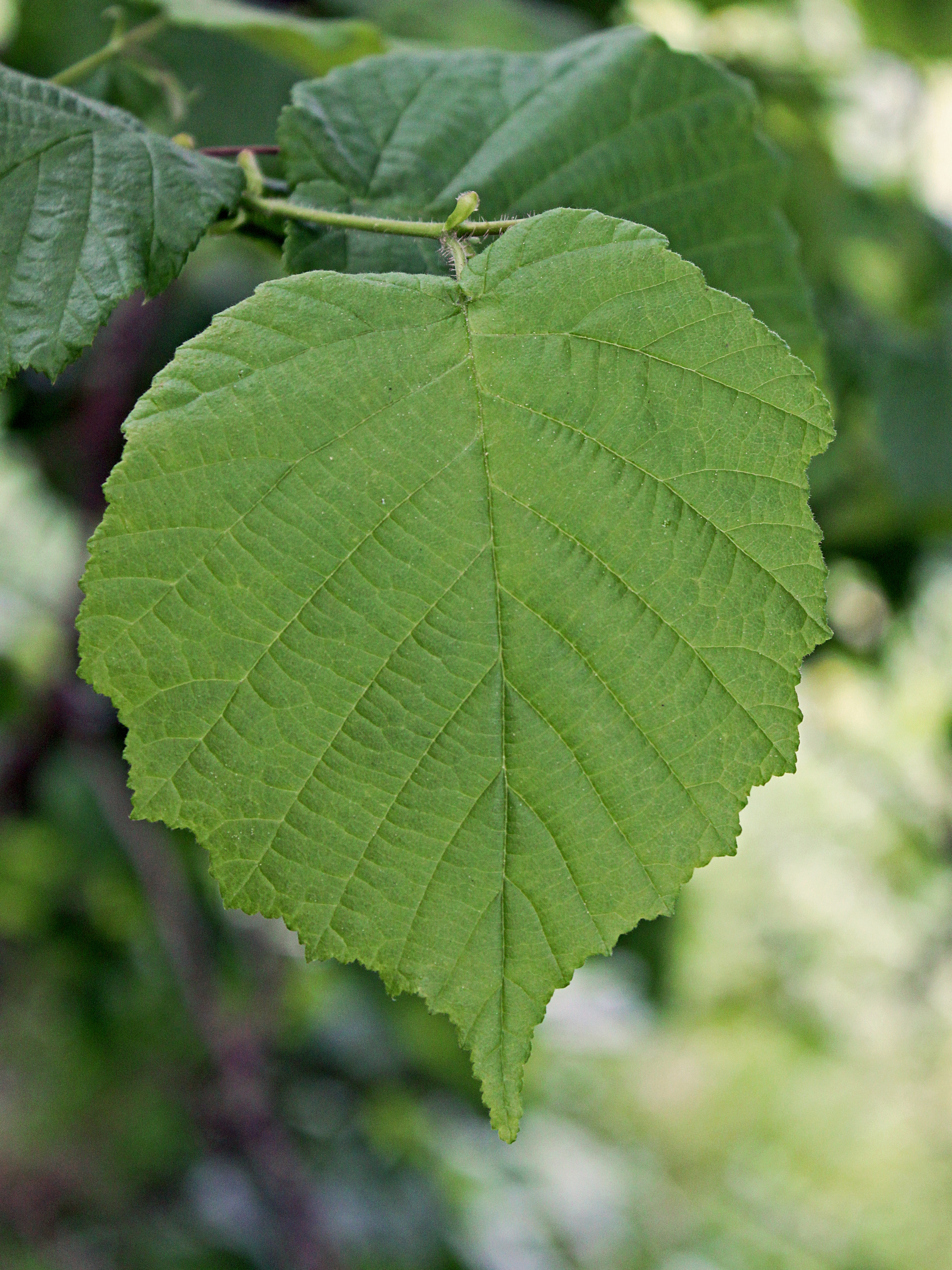 File:Corylus avellana 0009.jpg - Wikimedia Commons