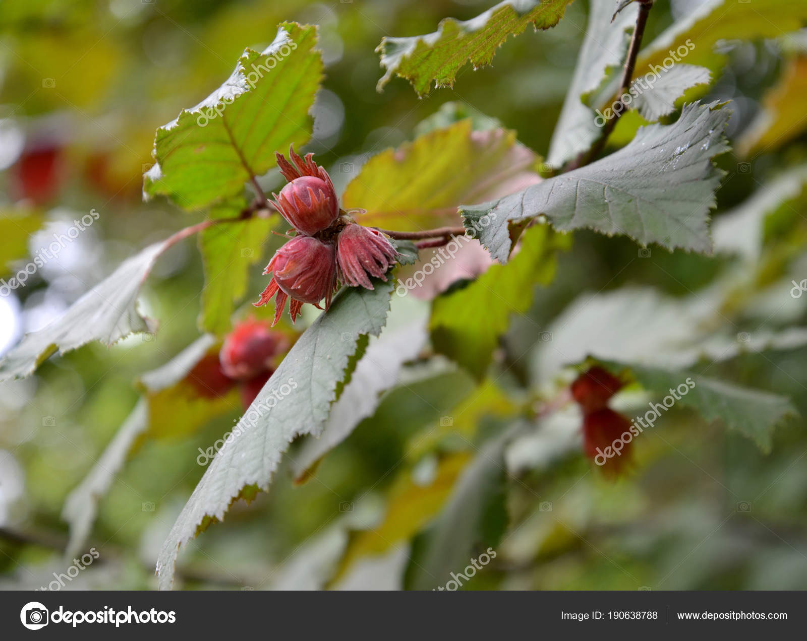 Common hazel, form dark purple (Corylus avellana (L.) H.Karst. f ...