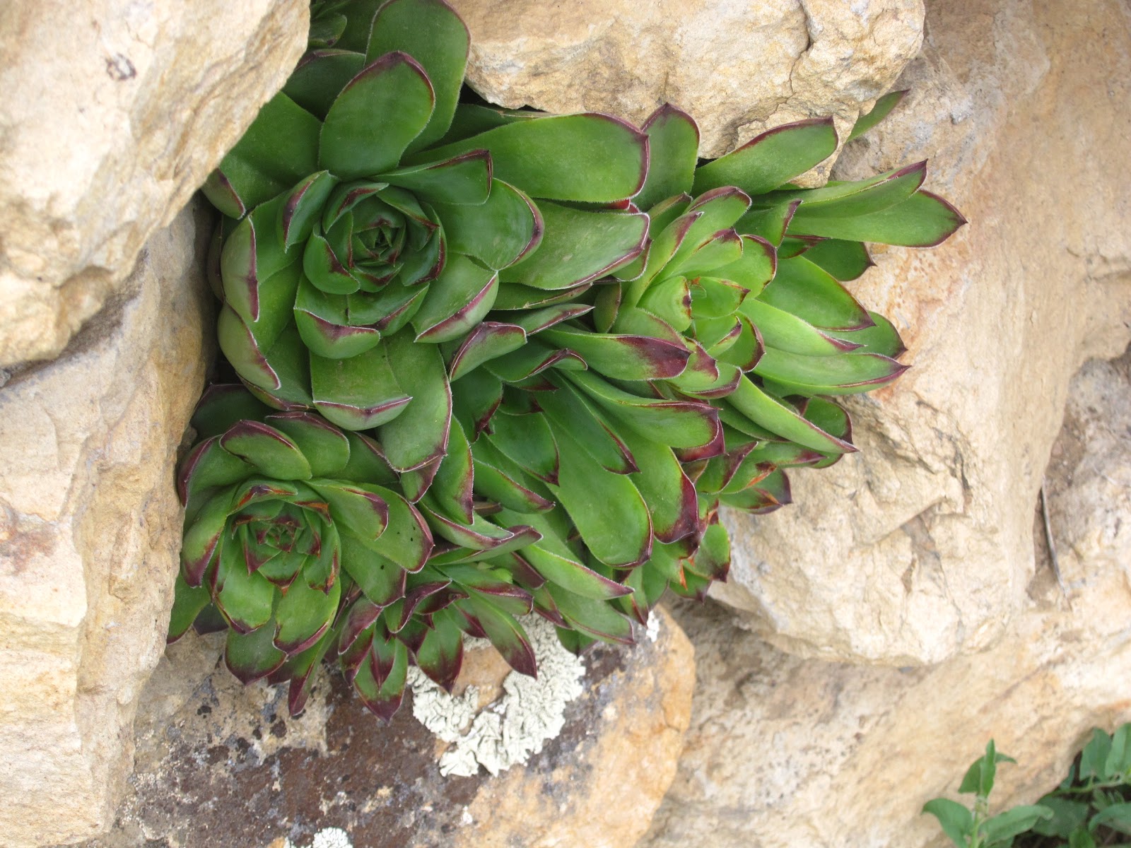 A Wandering Botanist: Plant Story: Common Houseleek, Sempervivum ...