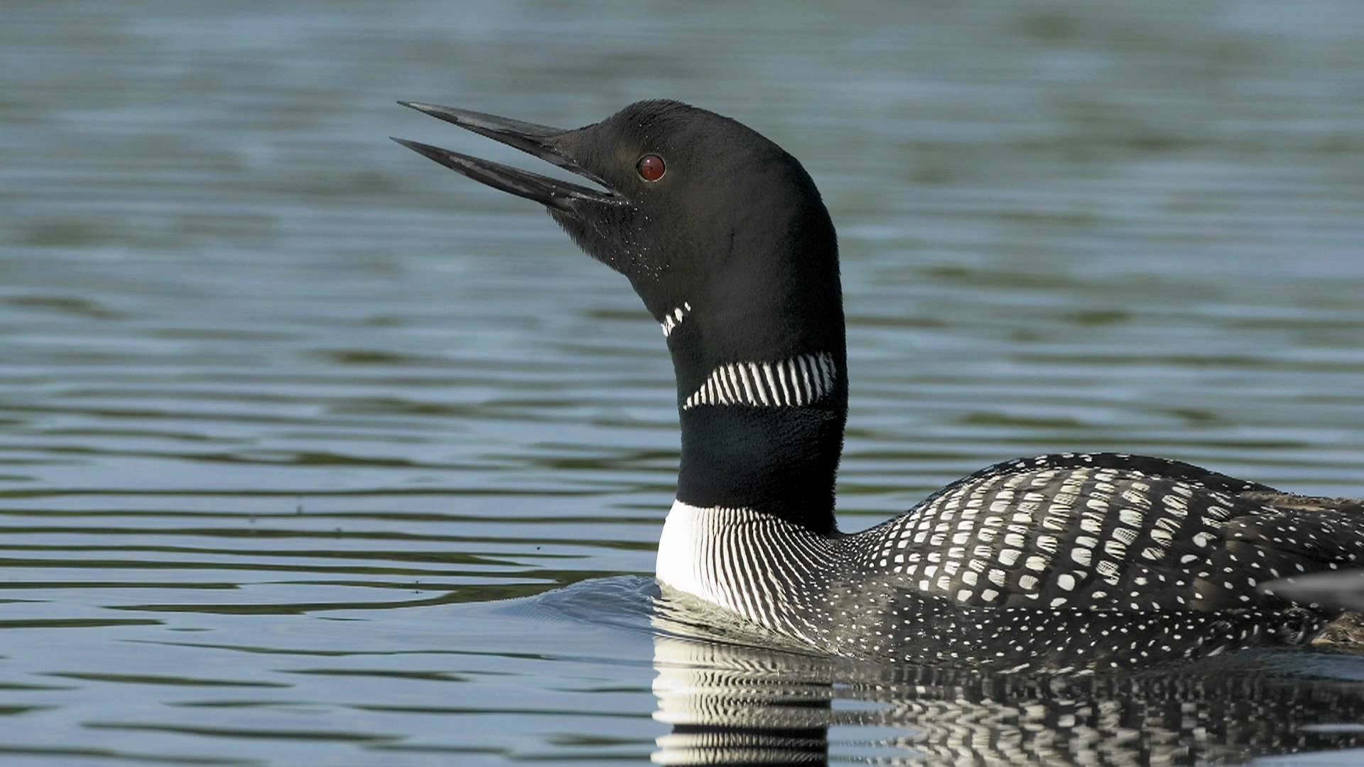 Voices: Common Loon - YouTube