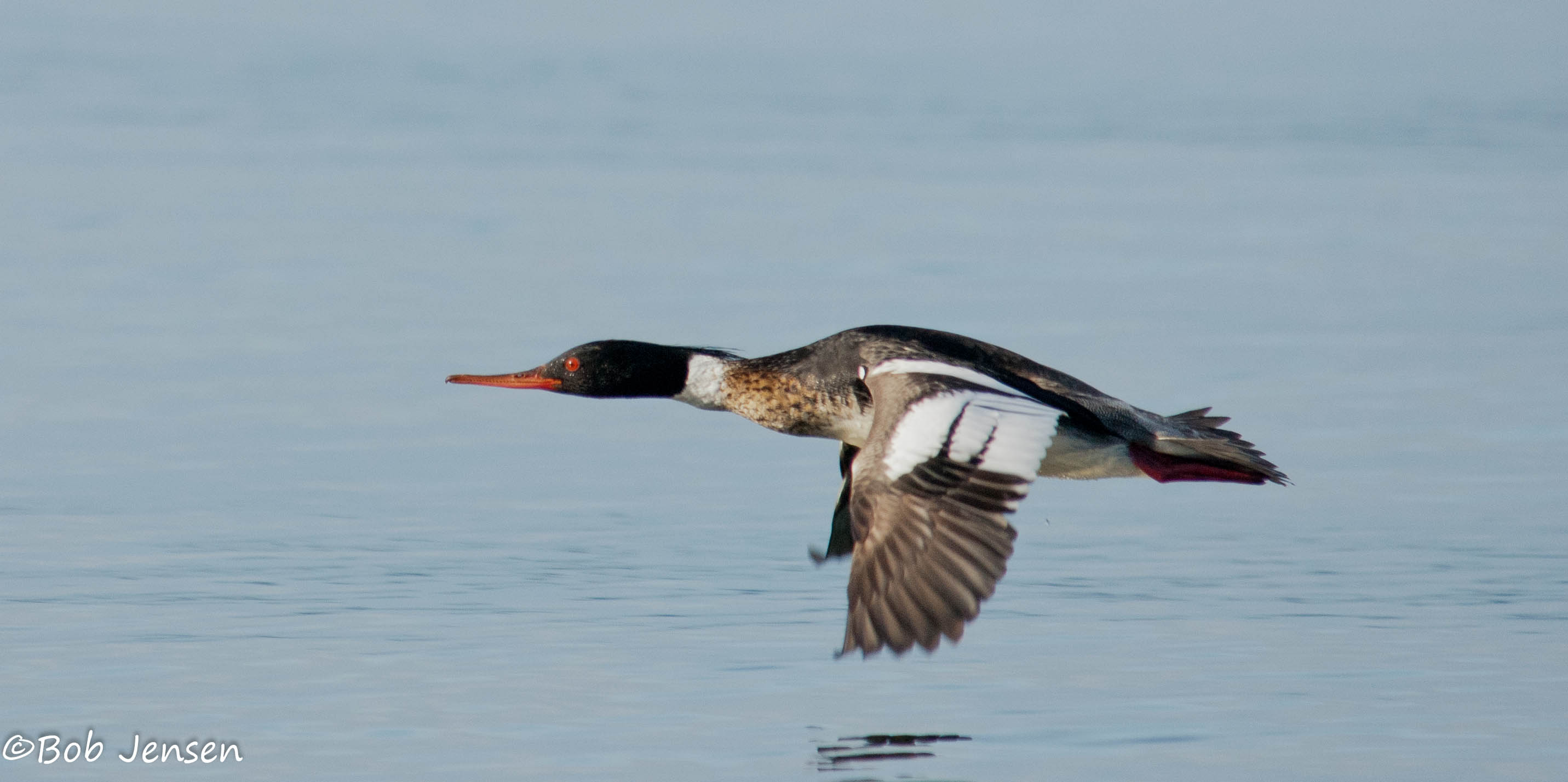 Nutty Birder: Identification: Red-breasted and Common Mergansers in ...