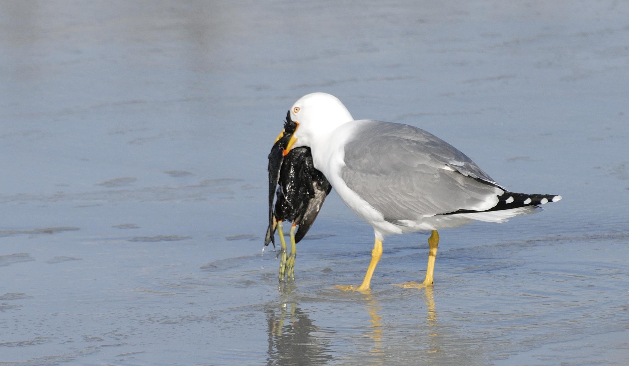 Yellow-legged Gull (Larus michahellis) An adult eating a common ...