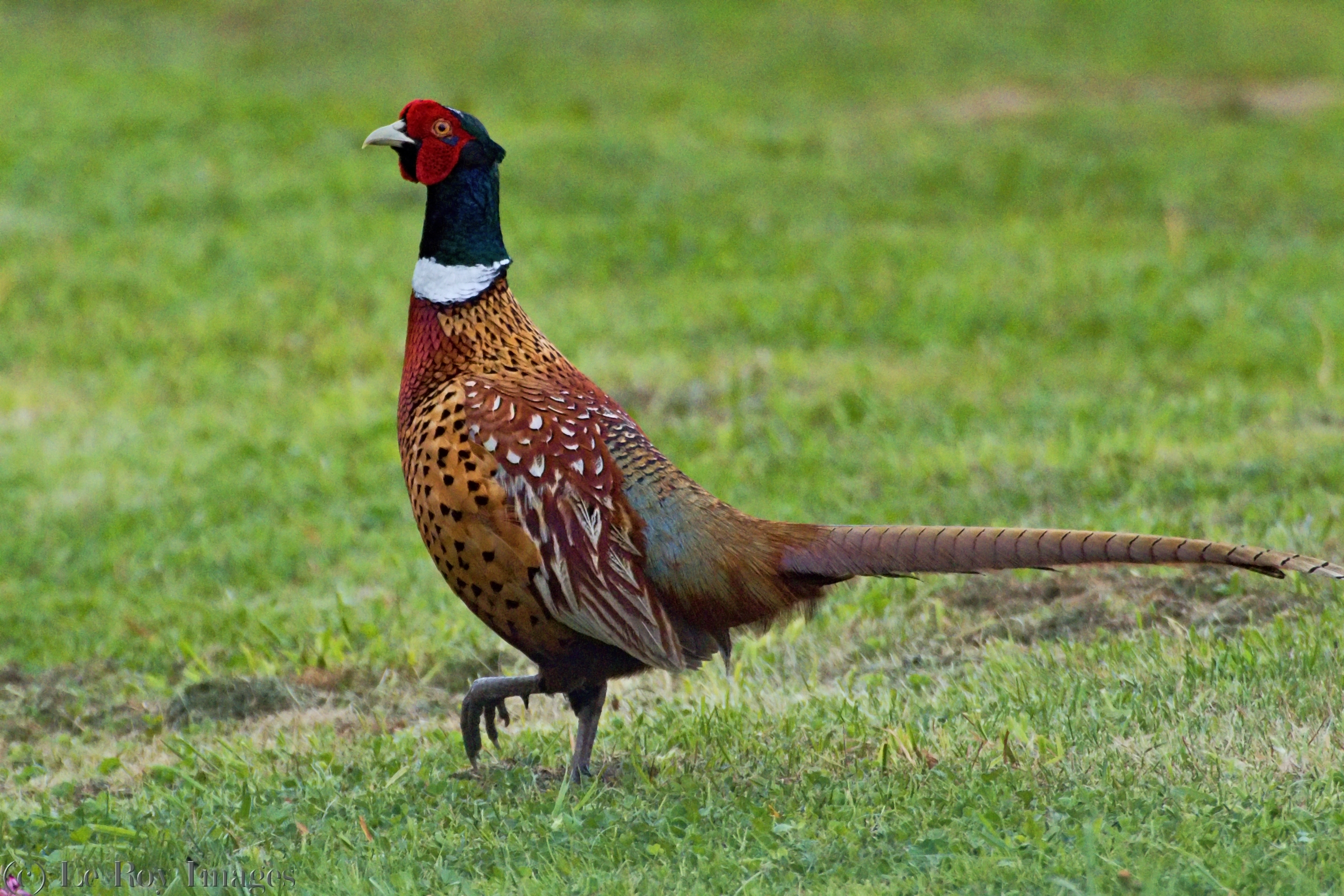 Common pheasant photo