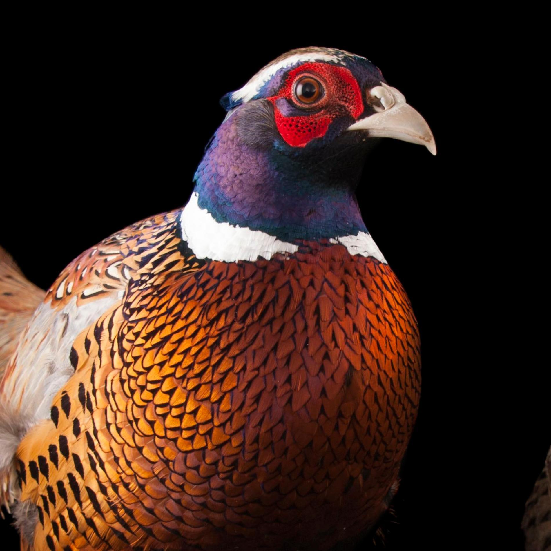 Common Pheasant | National Geographic