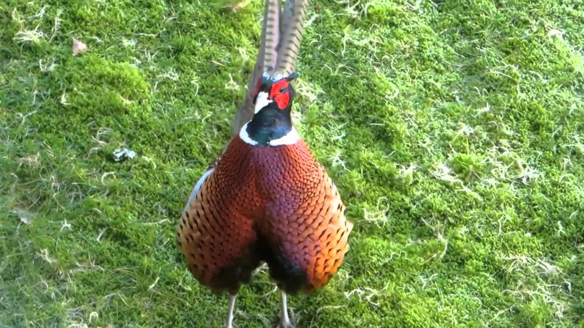 Common pheasant demonstrating his sound - YouTube