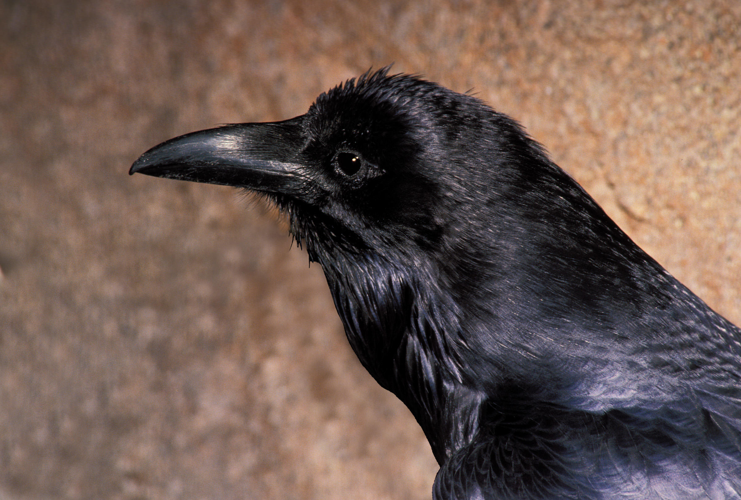 Common ravens photo