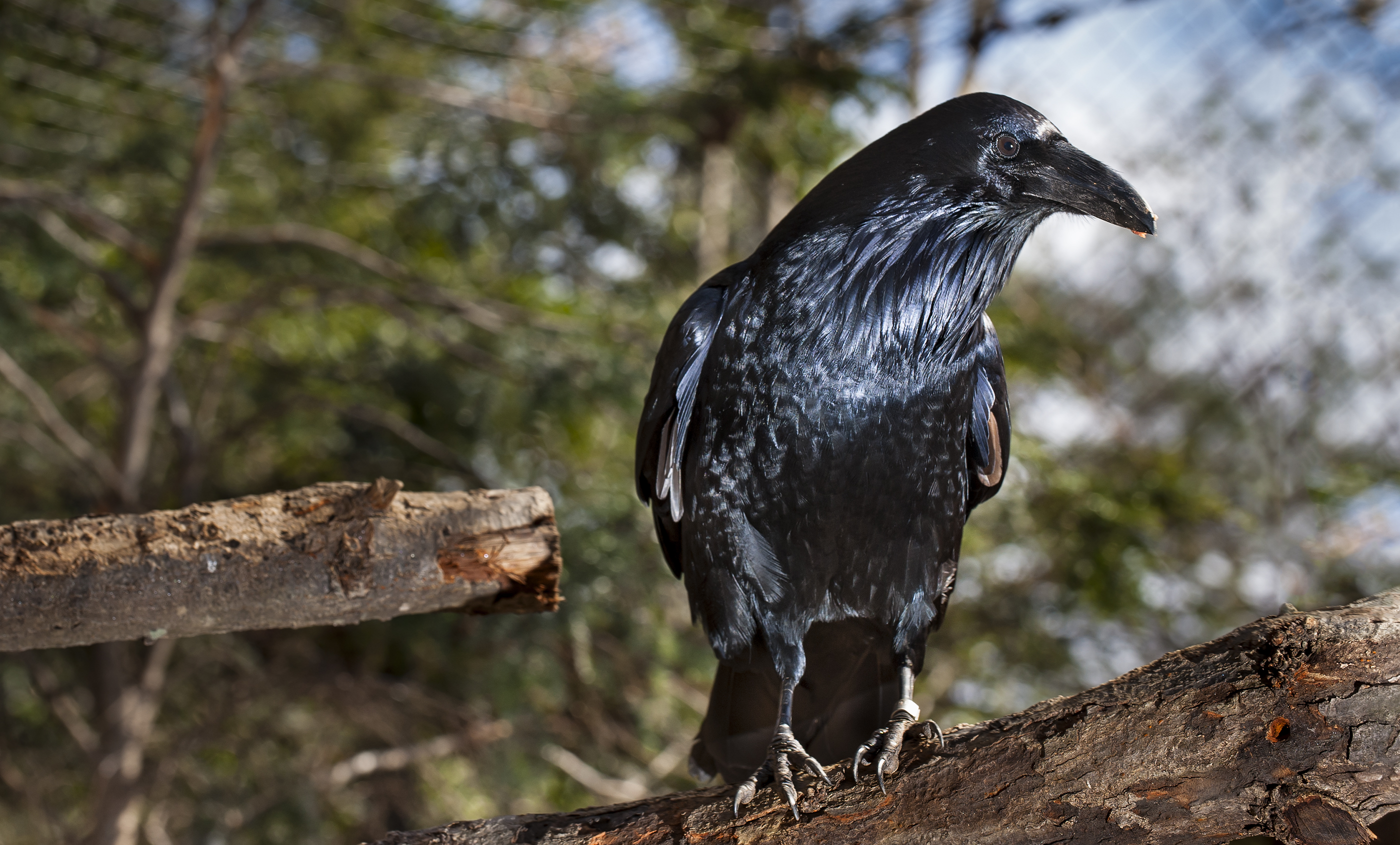 Common raven | Smithsonian's National Zoo