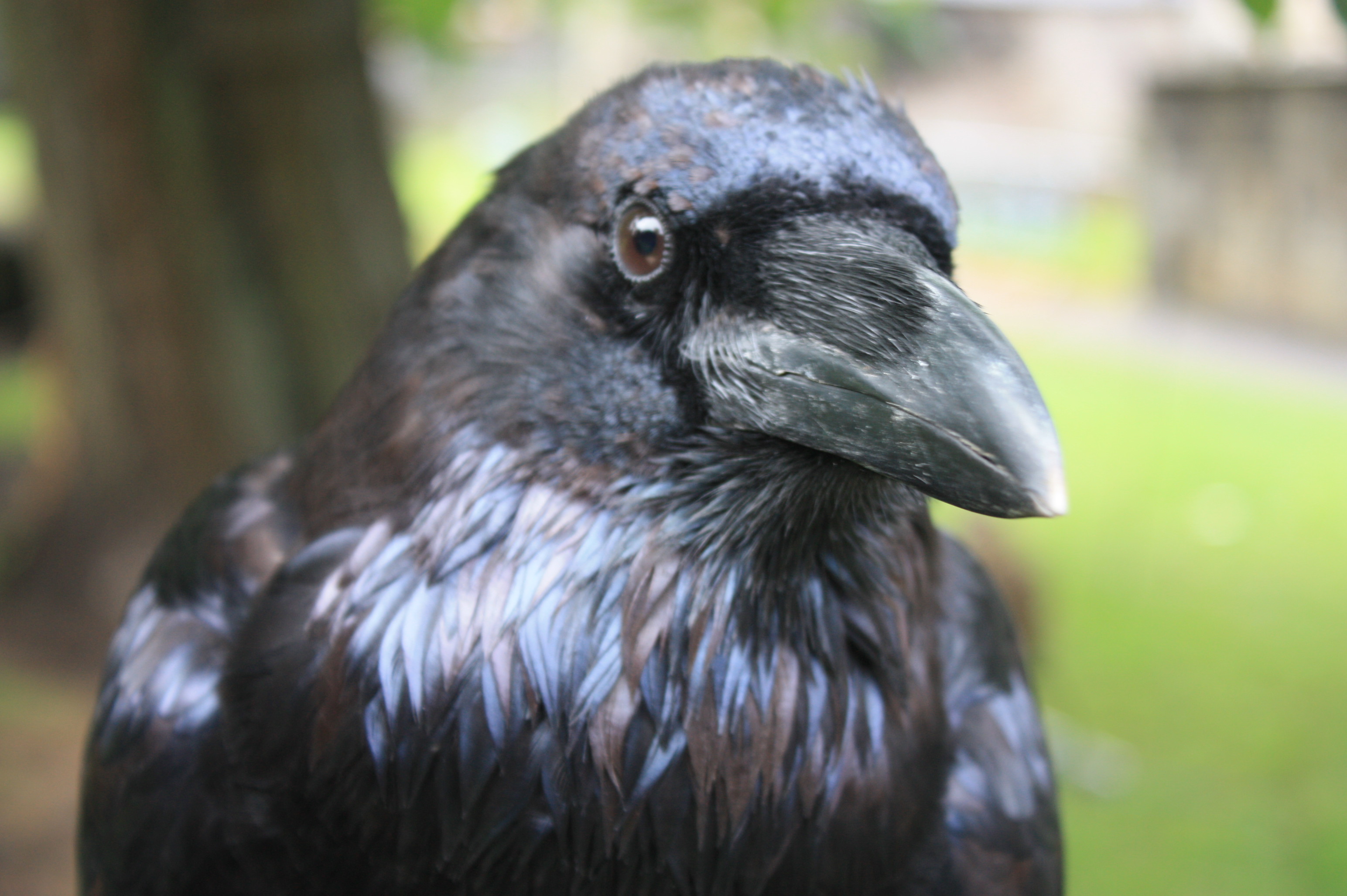 Raven - Wikipedia