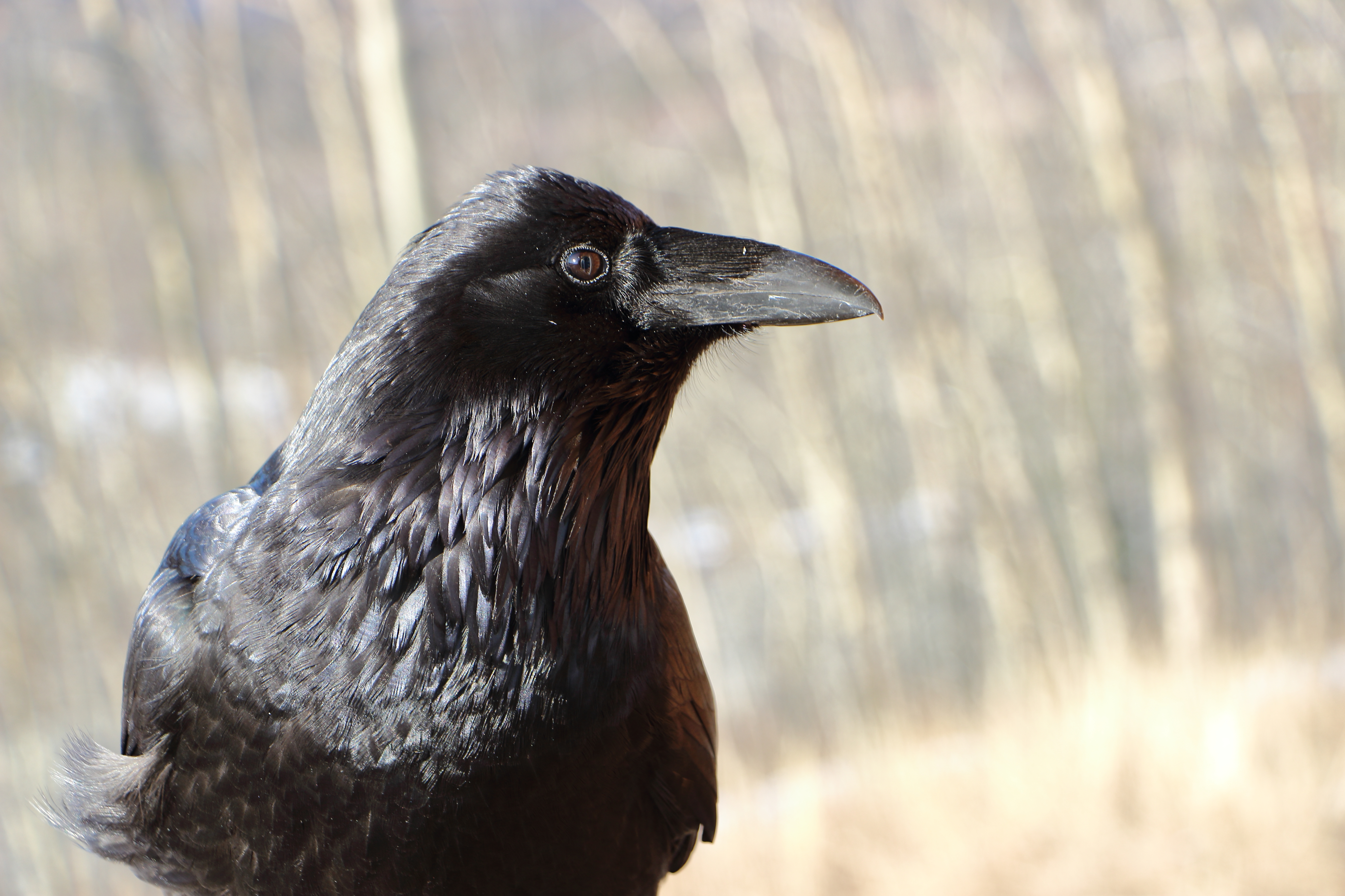 Common raven - Wikipedia