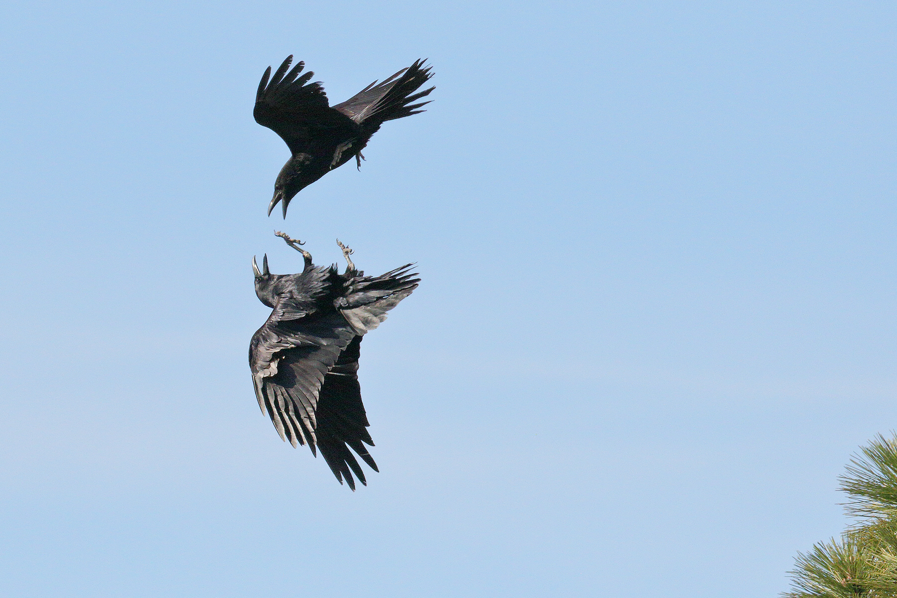 Bird of the Week – Common Ravens – Pajarito Environmental Education ...