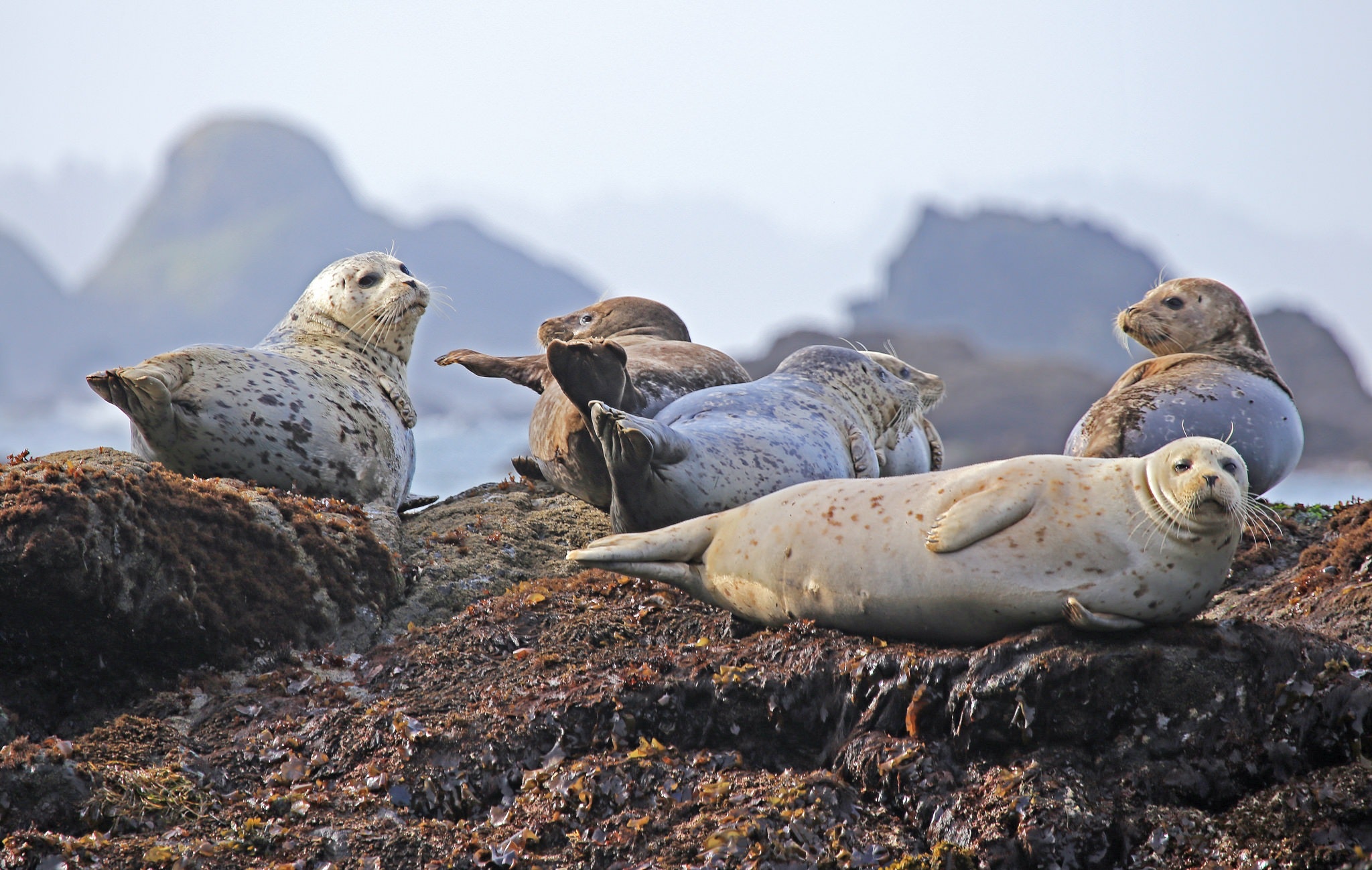 Common seal on shore photo