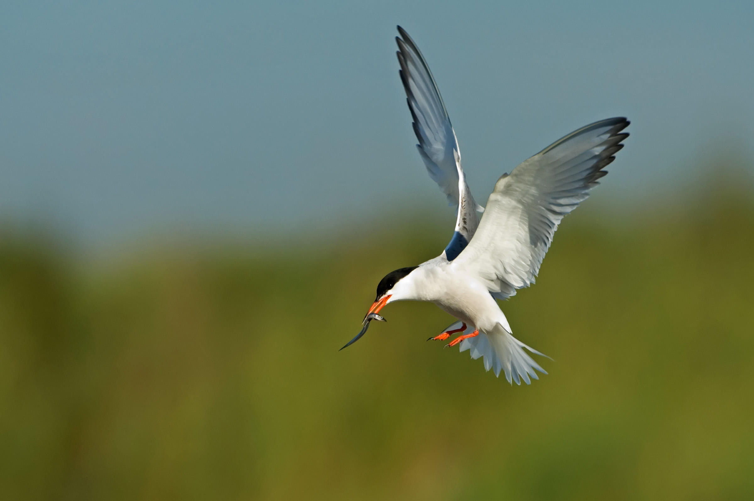 Common tern photo