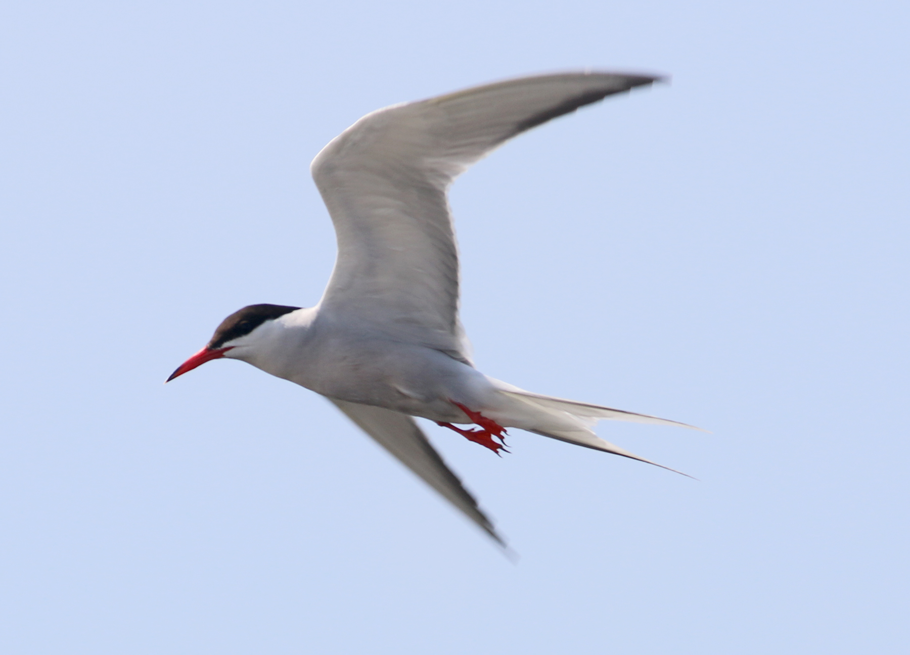 Tern identification: Common and Forster's Terns » Birdquiz.net