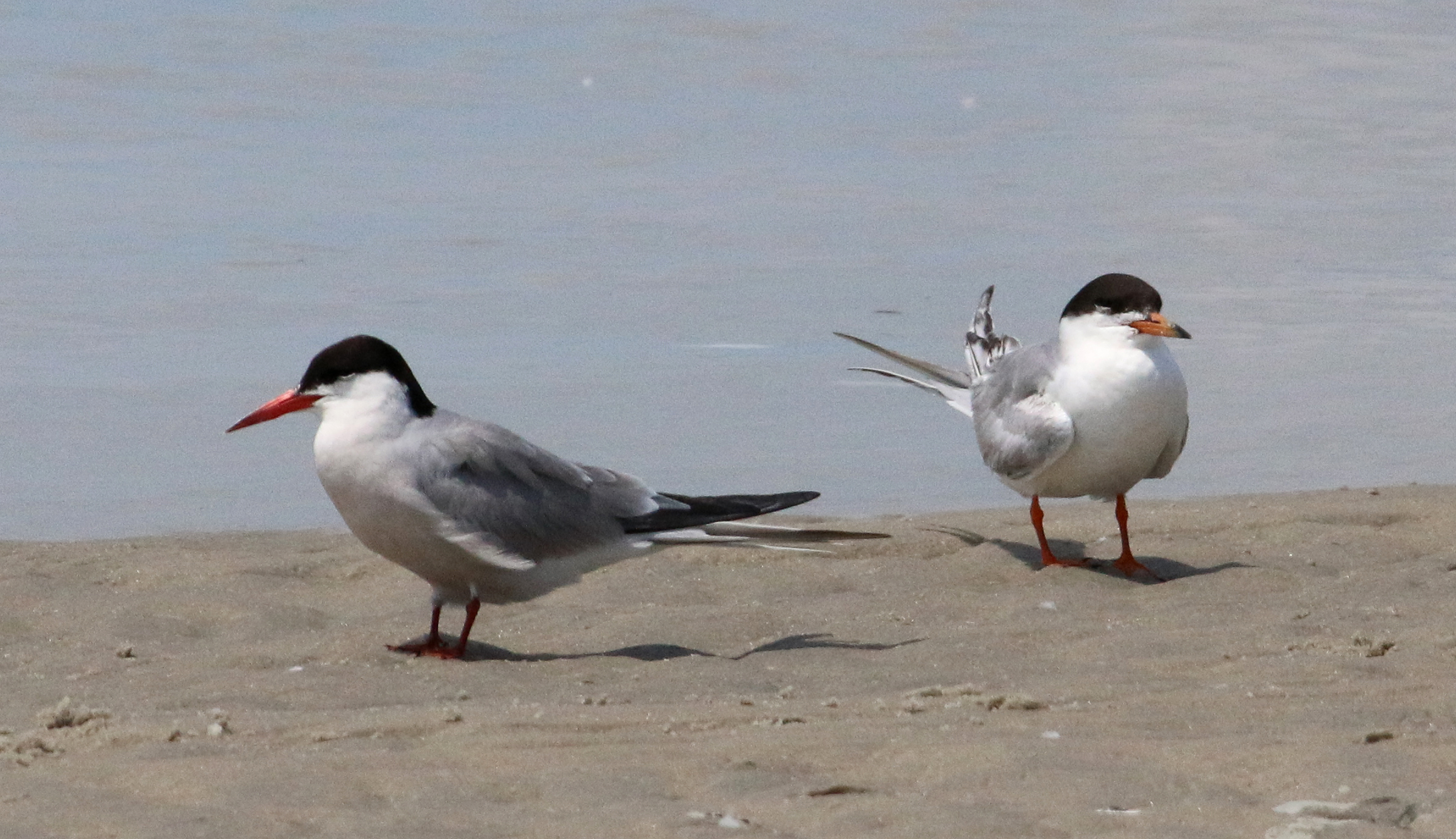 Tern identification: Common and Forster's Terns » Birdquiz.net