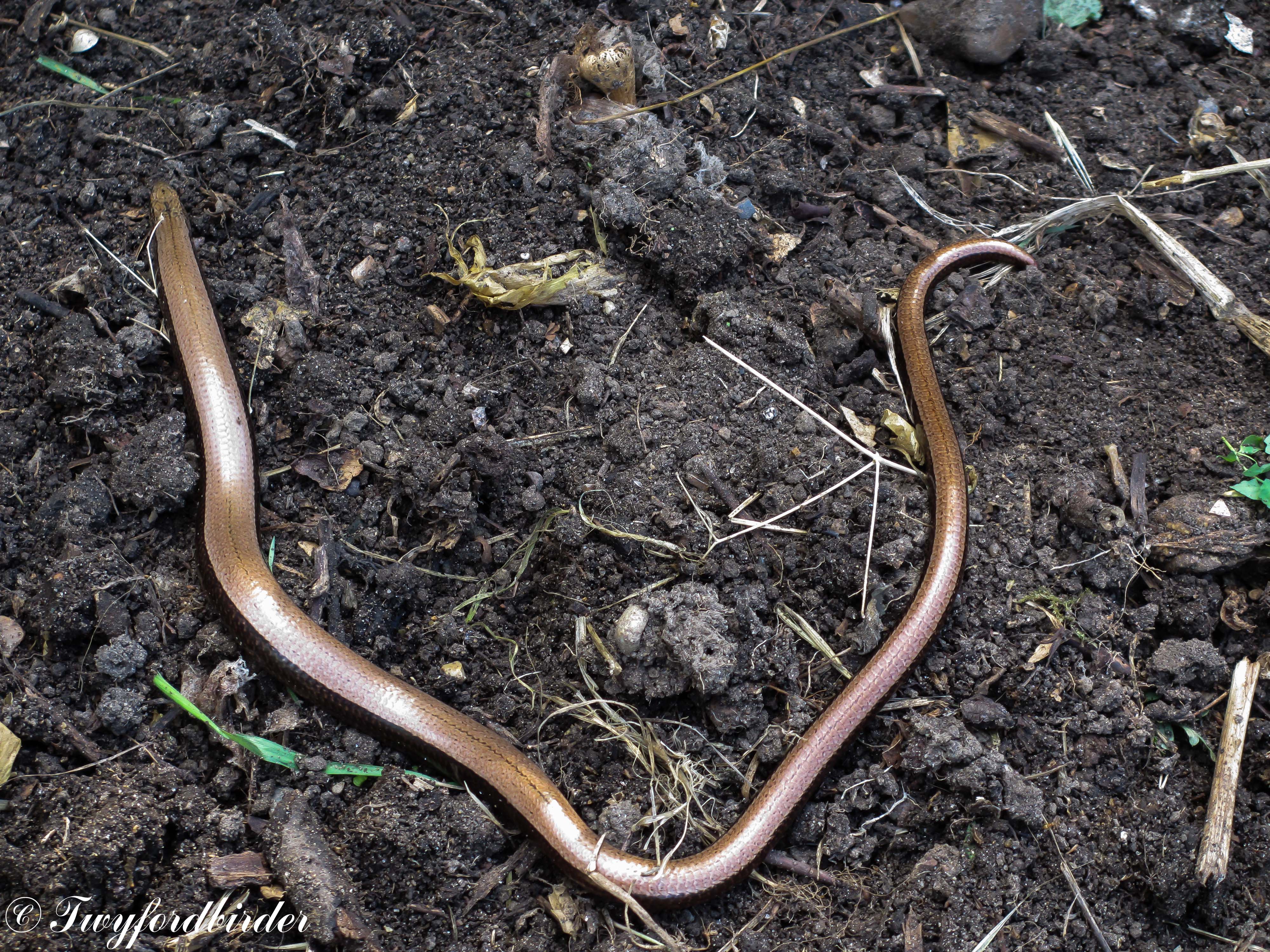 Slow Worm in the compost heap - Wildlife in the garden - Homes for ...