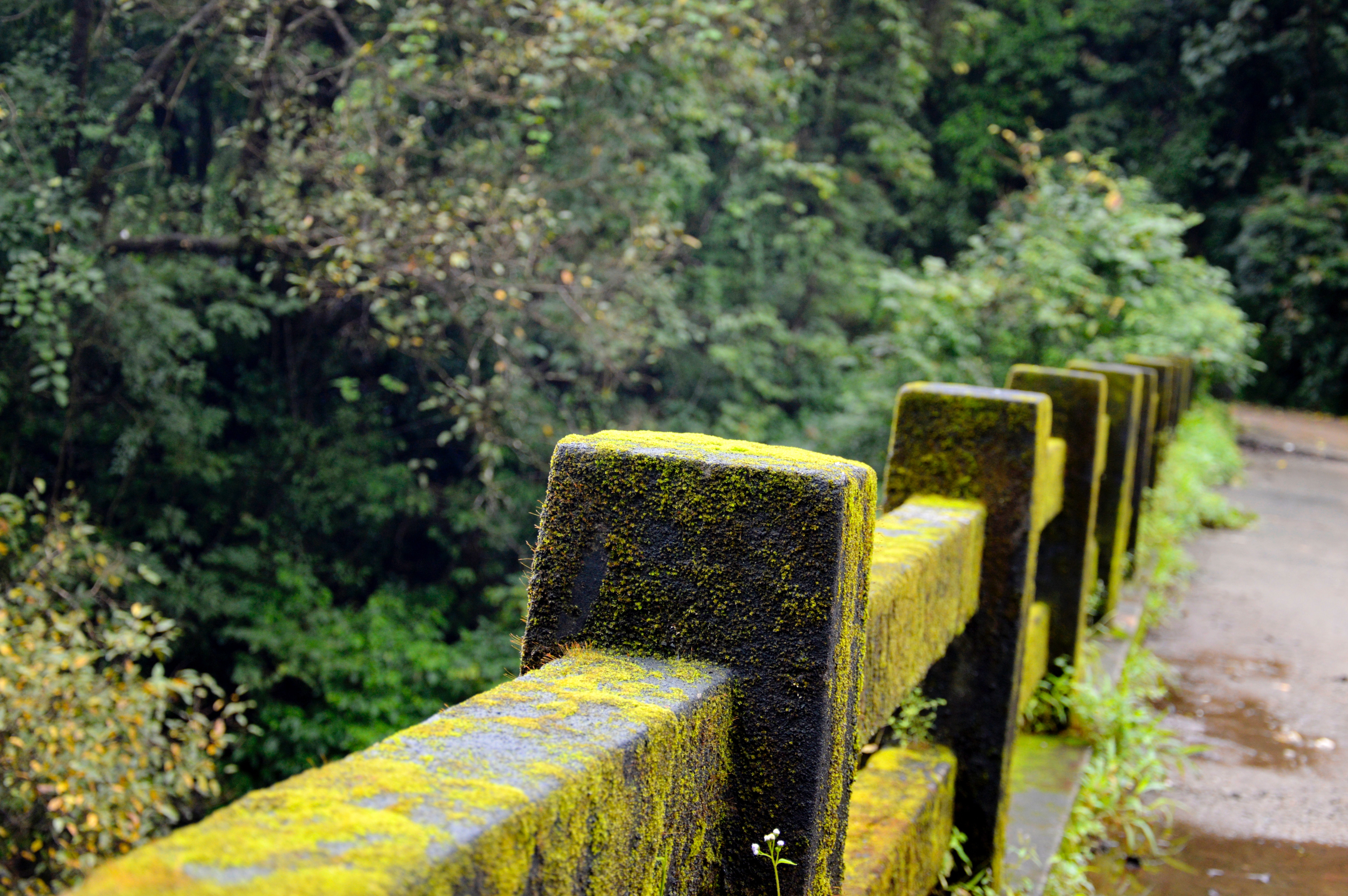 Concrete fence with green moss near green tree photo