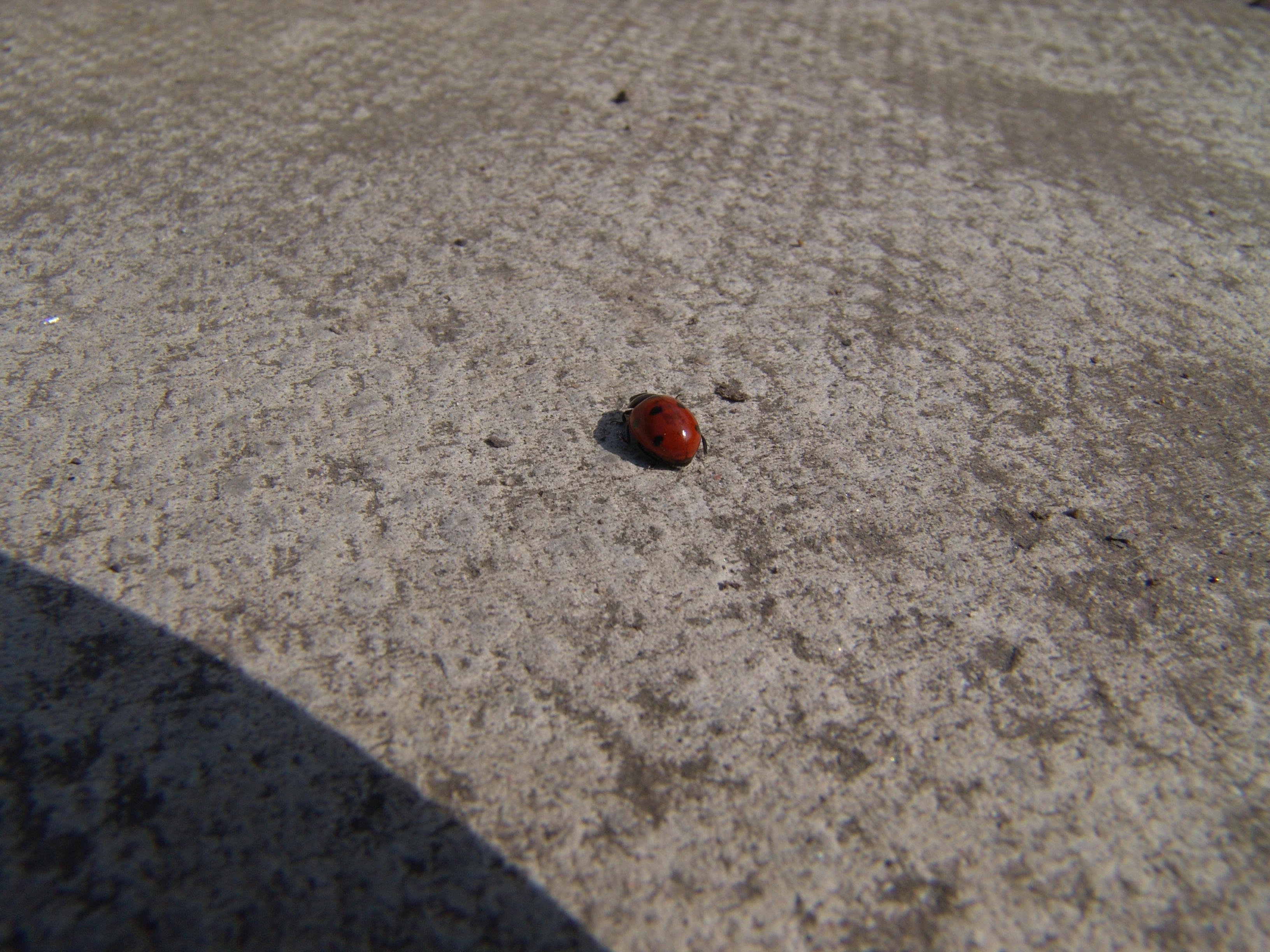 Natural Science: ladybird-red-with-black-spots-on-concrete ...